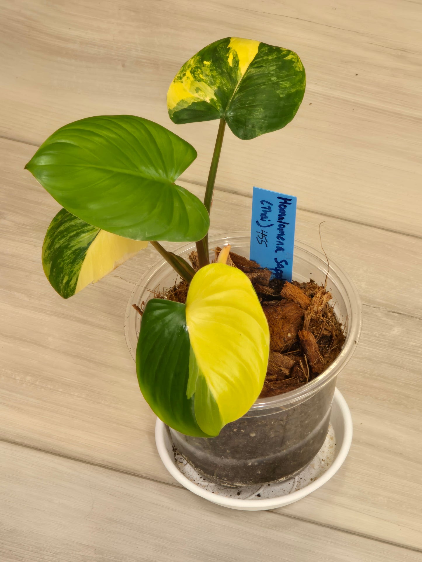 Homaloena Rubescens Aurea Variegated #455