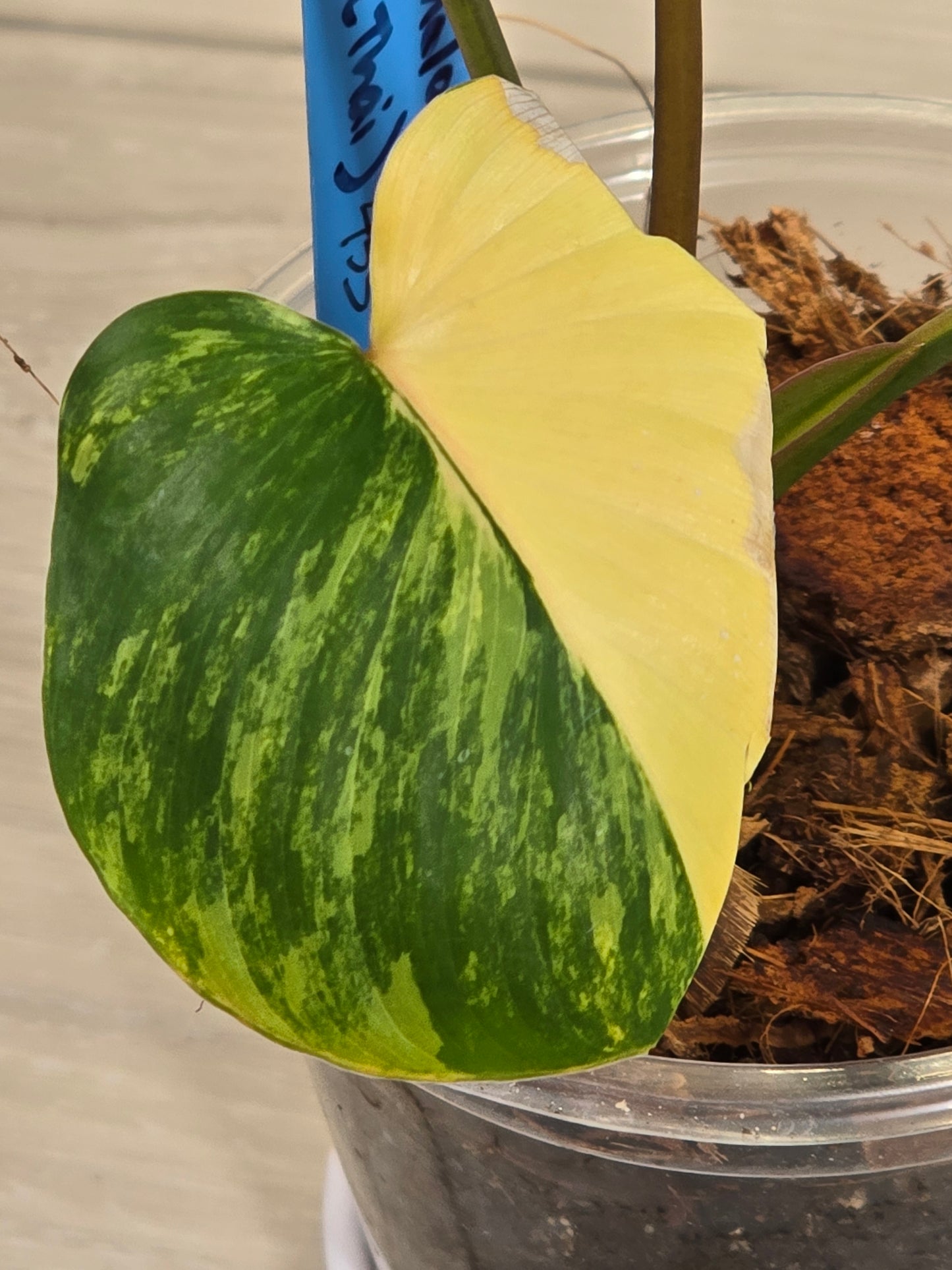 Homaloena Rubescens Aurea Variegated #455