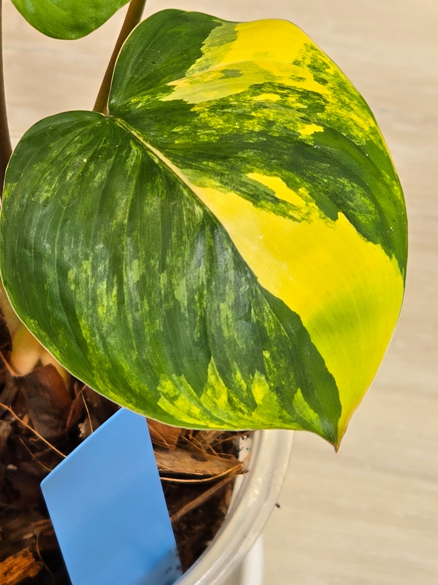 Homaloena Rubescens Aurea Variegated #455