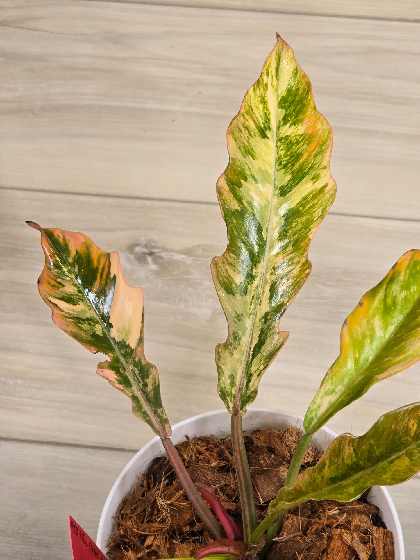 Philodendron Caramel Marble #483
