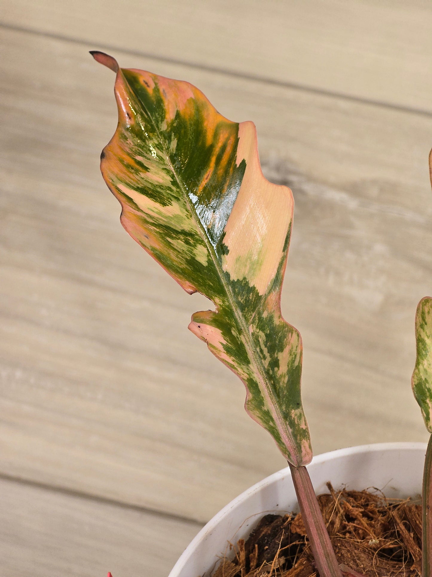 Philodendron Caramel Marble #483