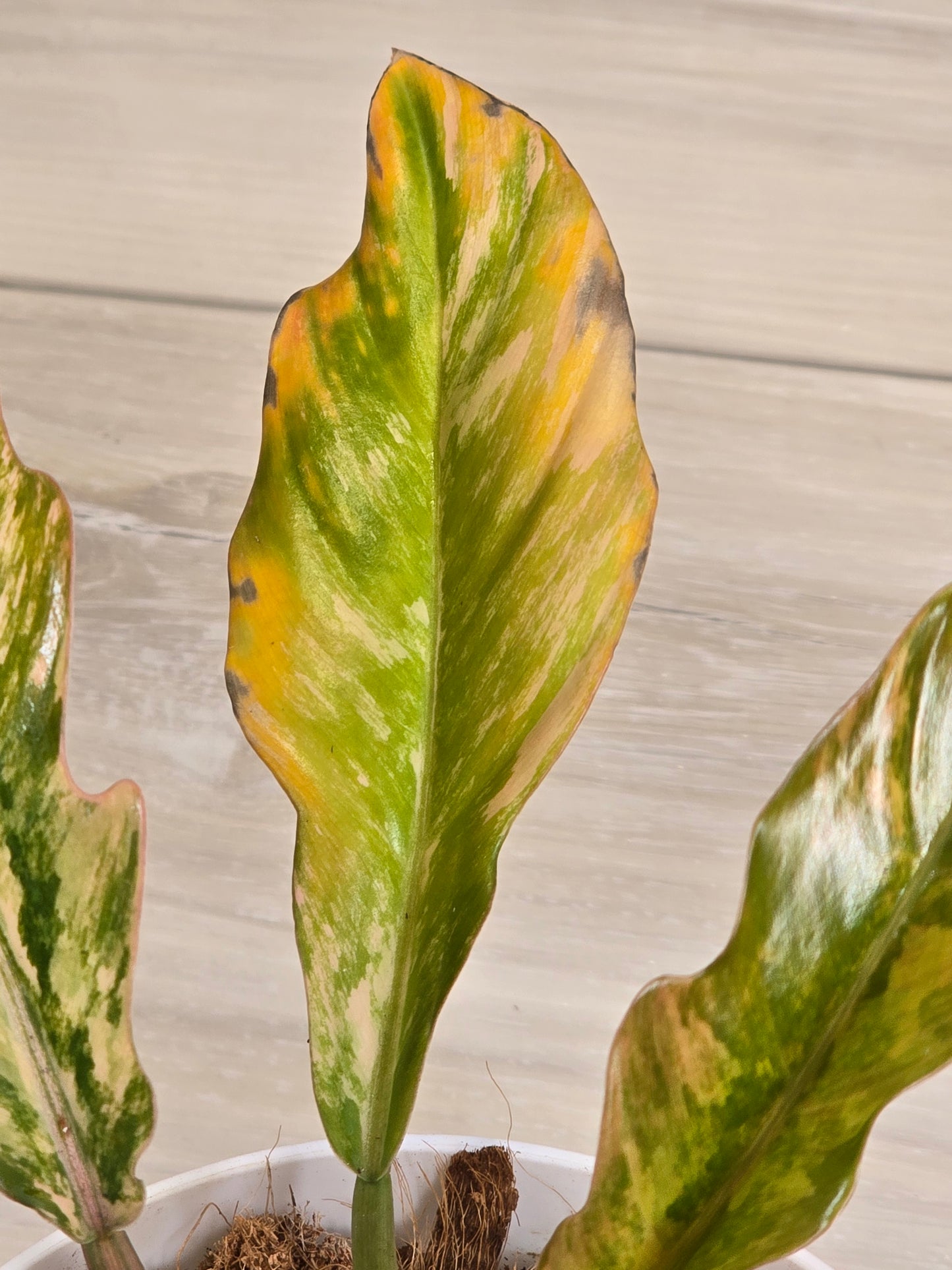 Philodendron Caramel Marble #483