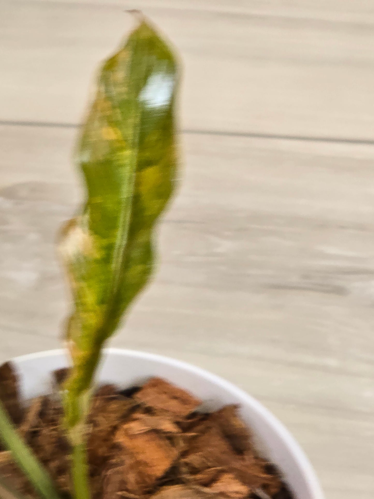 Philodendron Caramel Marble #483