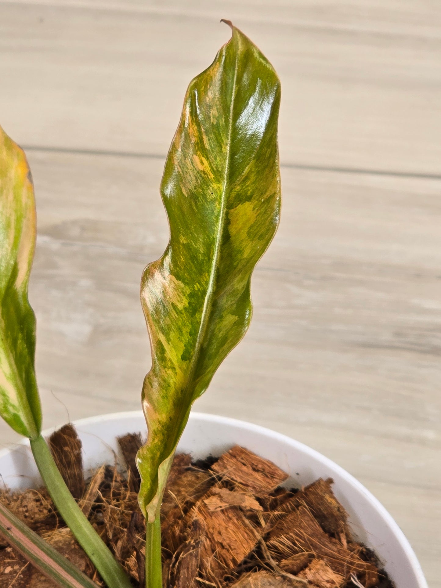 Philodendron Caramel Marble #483