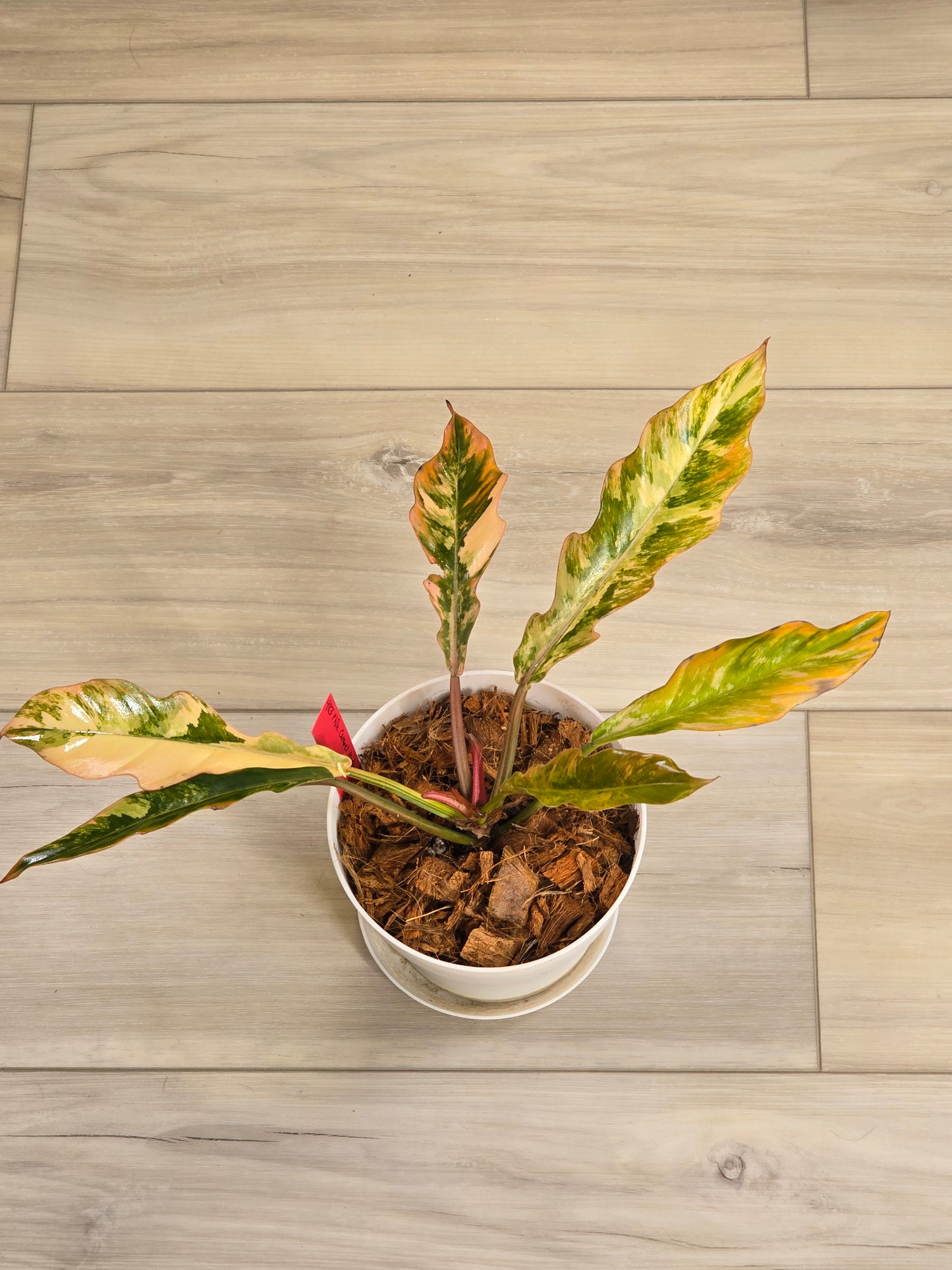 Philodendron Caramel Marble #483