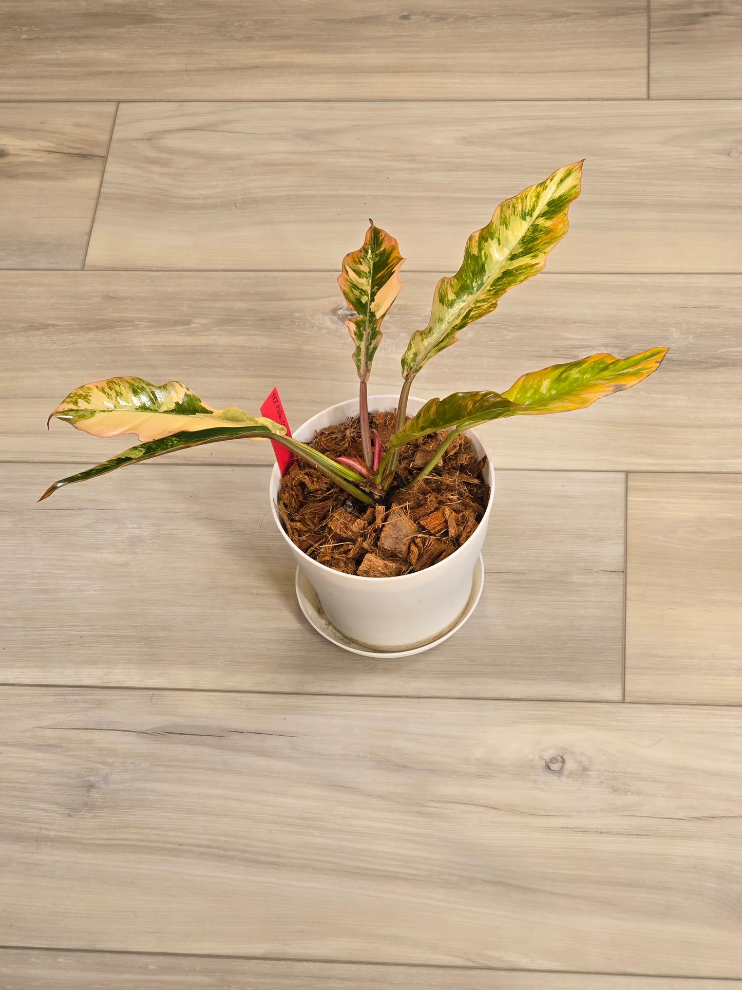 Philodendron Caramel Marble #483