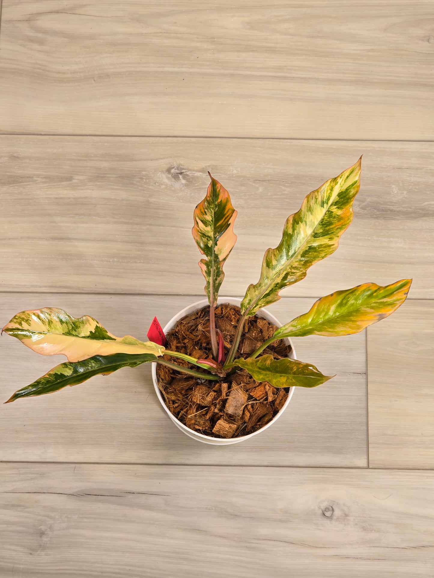 Philodendron Caramel Marble #483