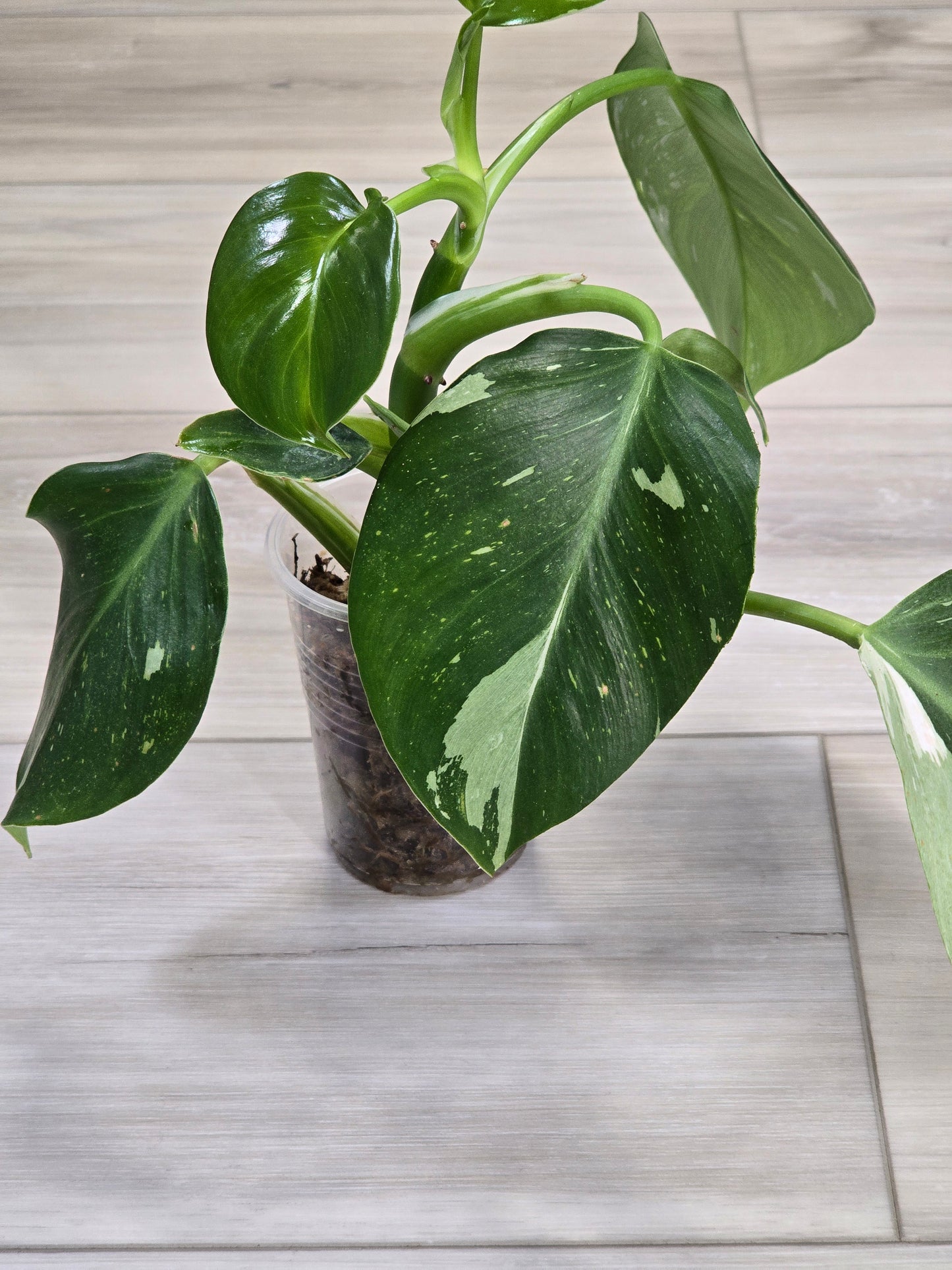 Philodendron White Wizard #1