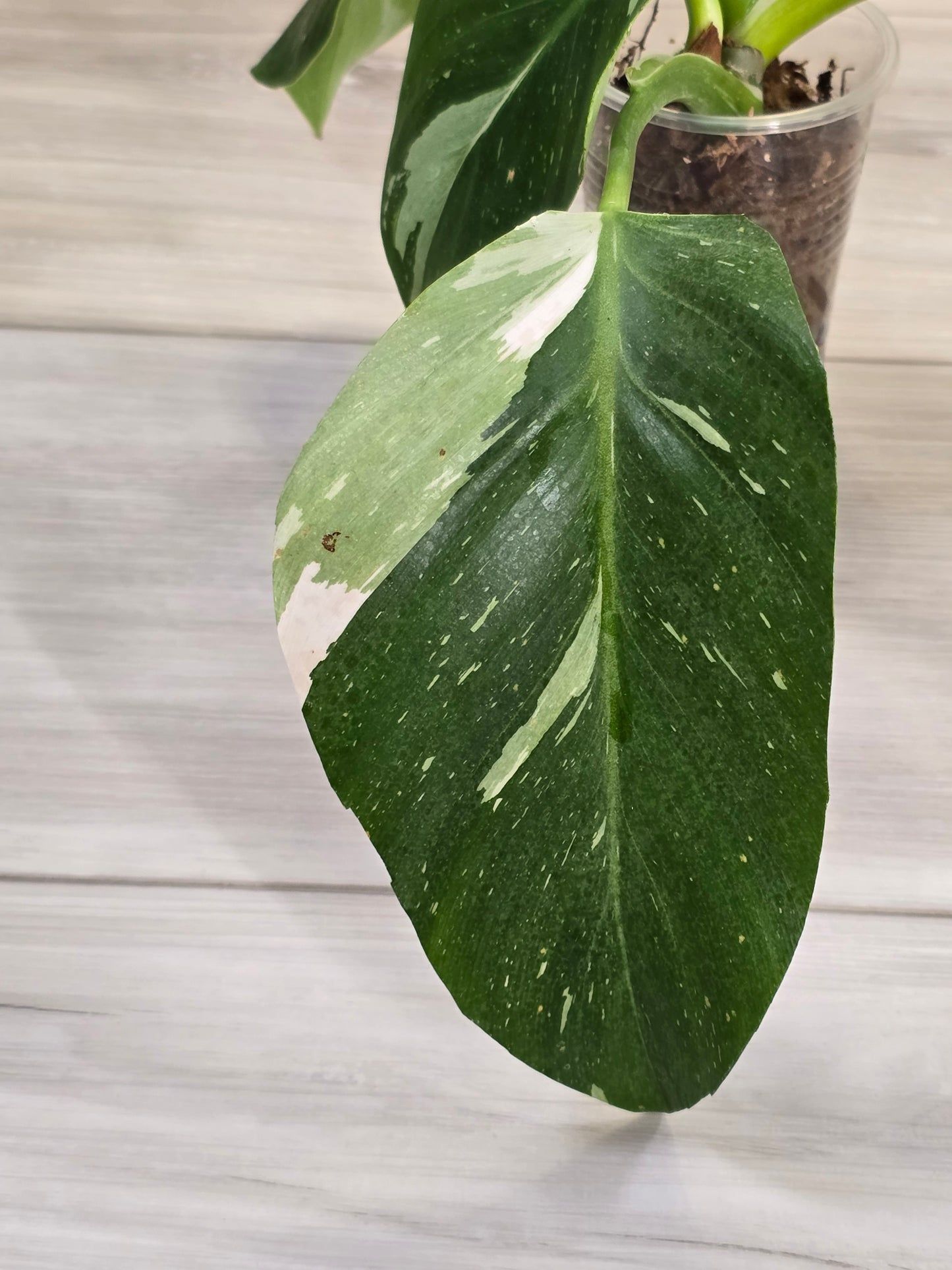Philodendron White Wizard #1