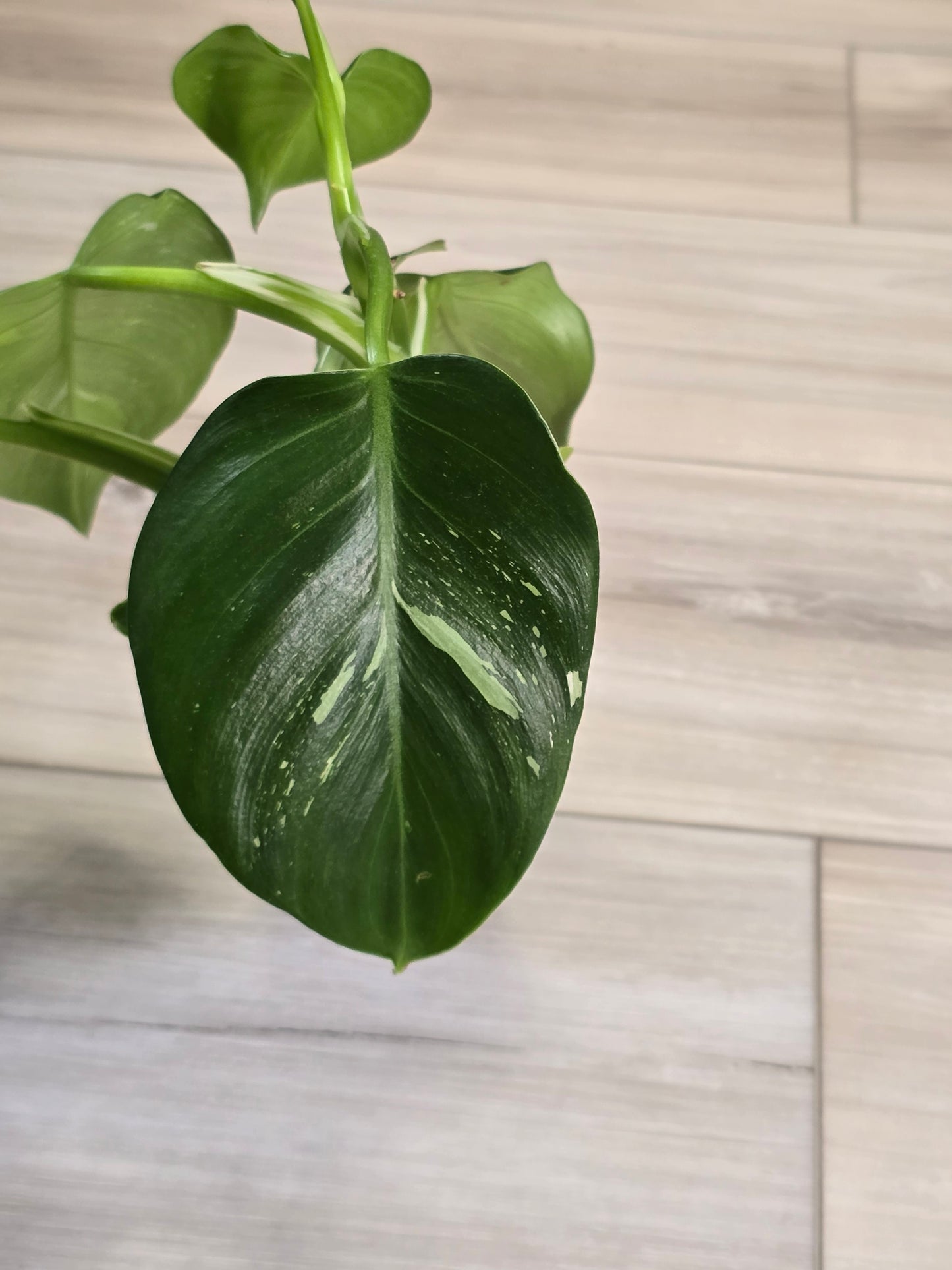 Philodendron White Wizard #1