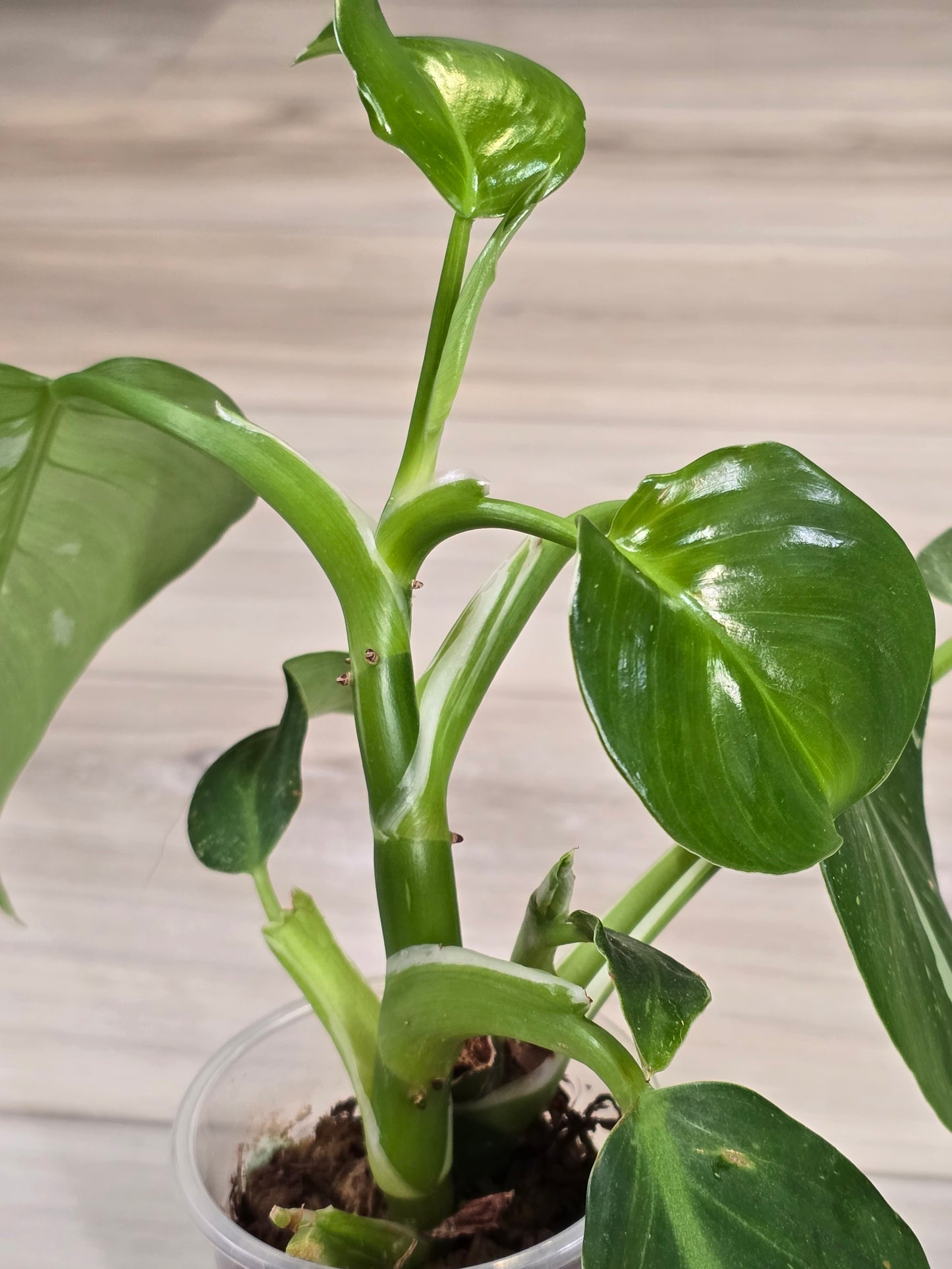 Philodendron White Wizard #1