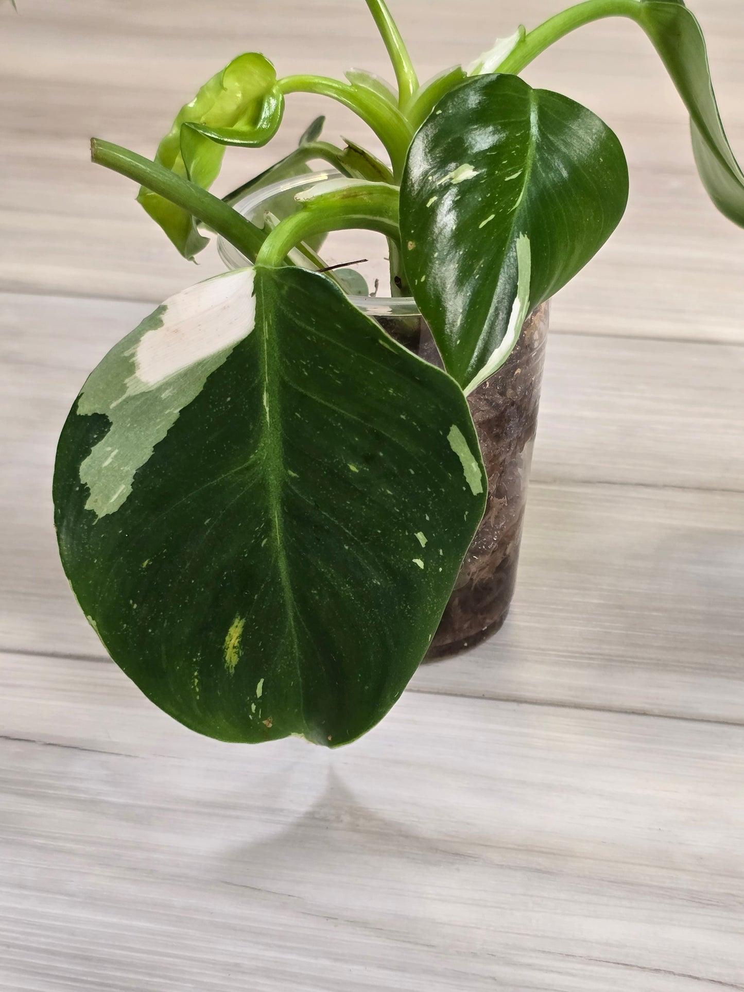 Philodendron White Wizard #2