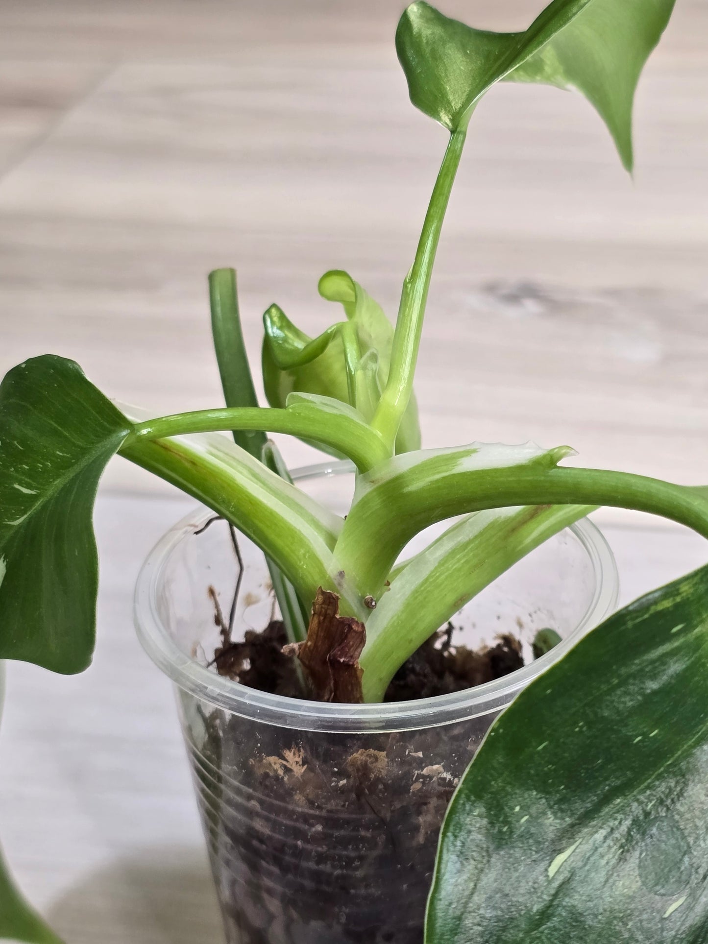 Philodendron White Wizard #2