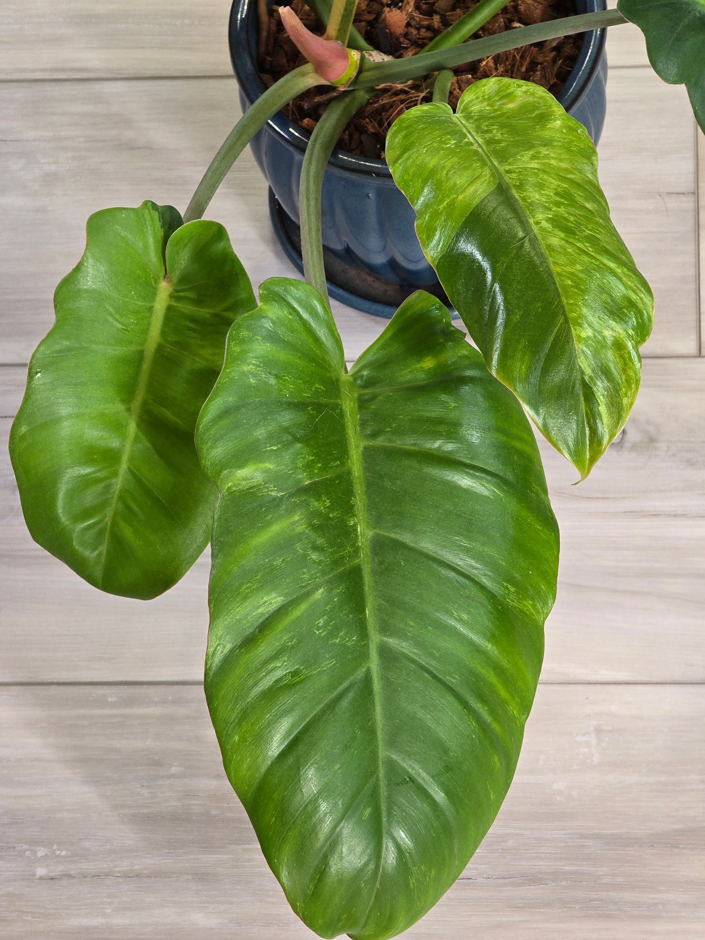 Philodendron Jungle Fever Variegated