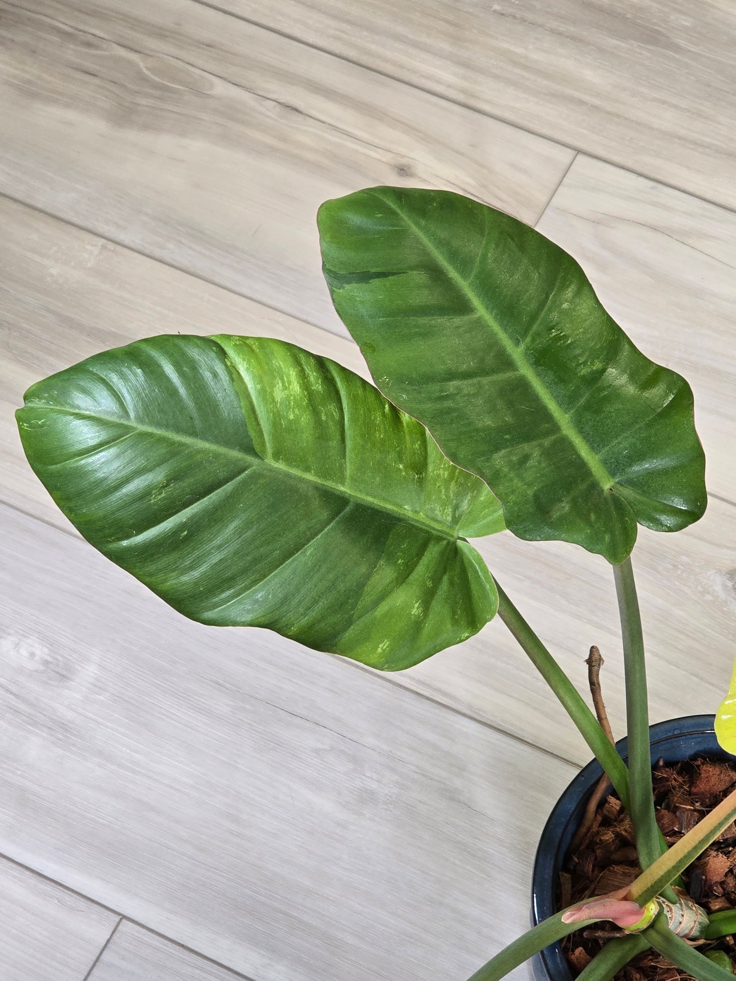 Philodendron Jungle Fever Variegated