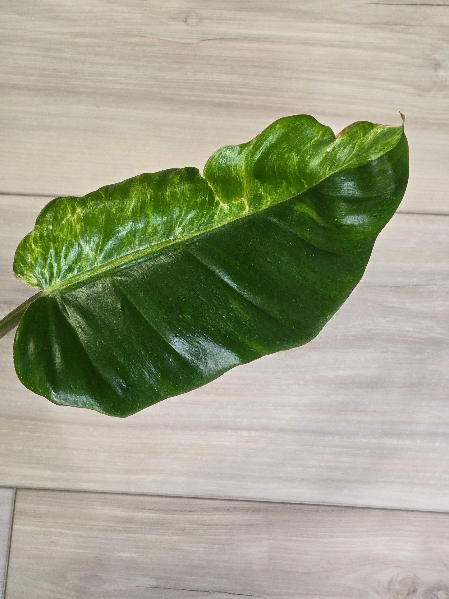 Philodendron Jungle Fever Variegated