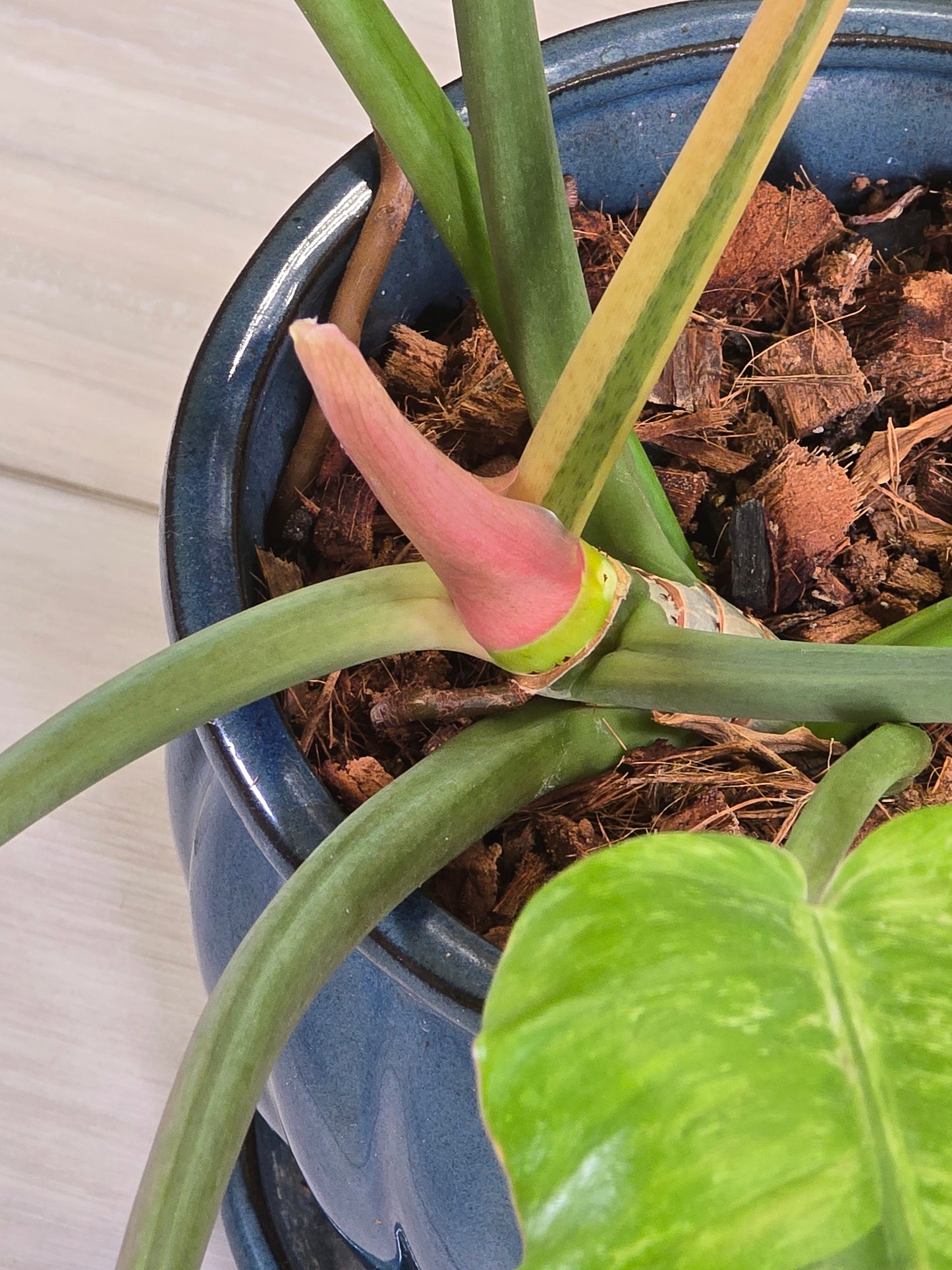 Philodendron Jungle Fever Variegated
