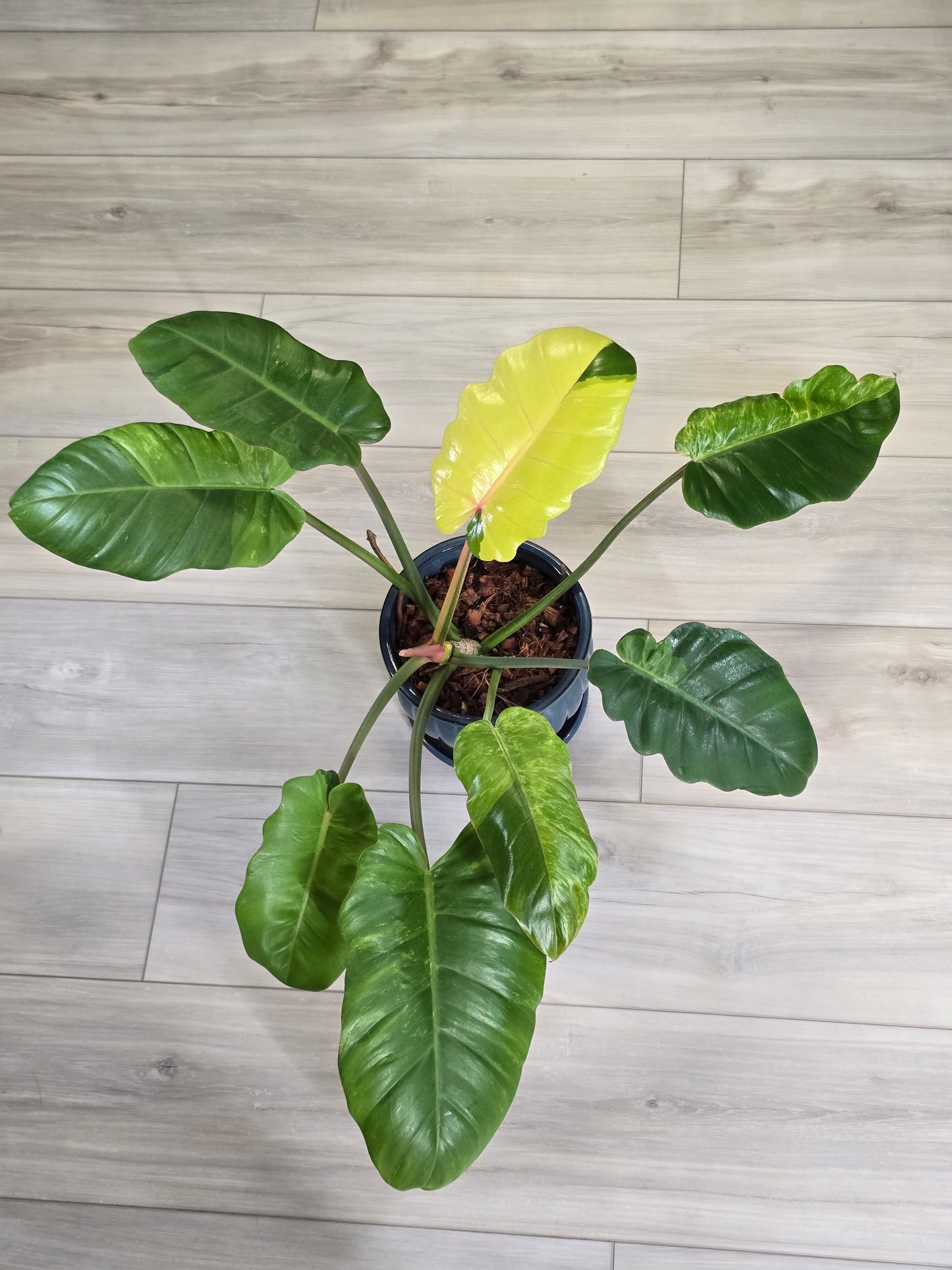 Philodendron Jungle Fever Variegated
