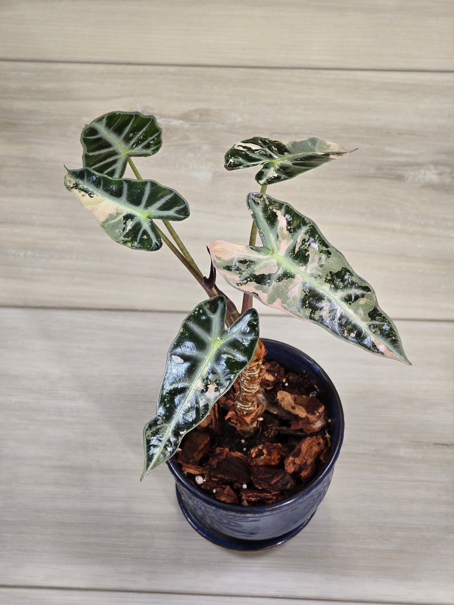 Alocasia Pink Bambino