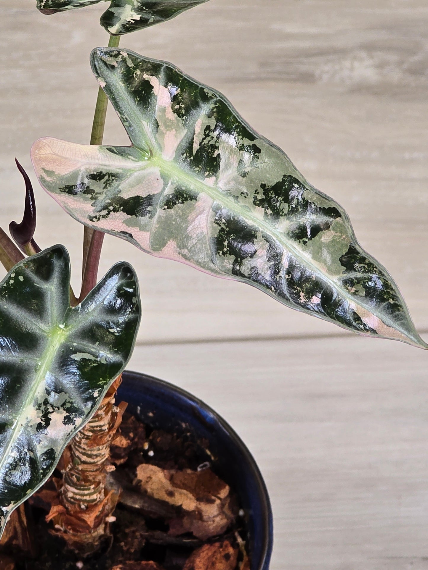 Alocasia Pink Bambino