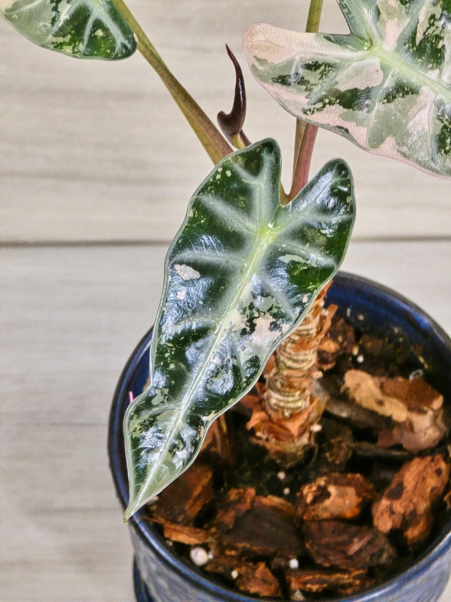 Alocasia Pink Bambino