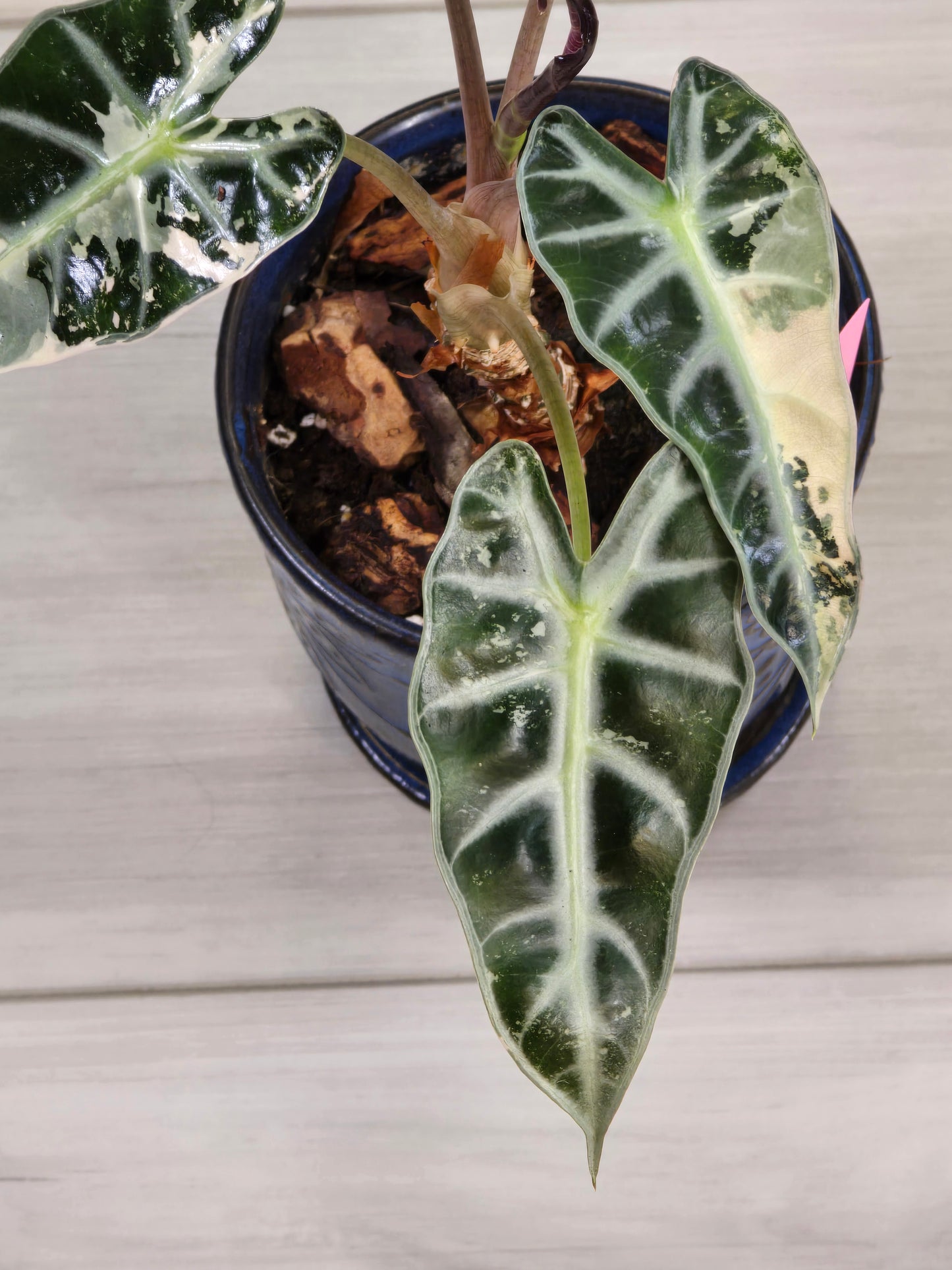 Alocasia Pink Bambino