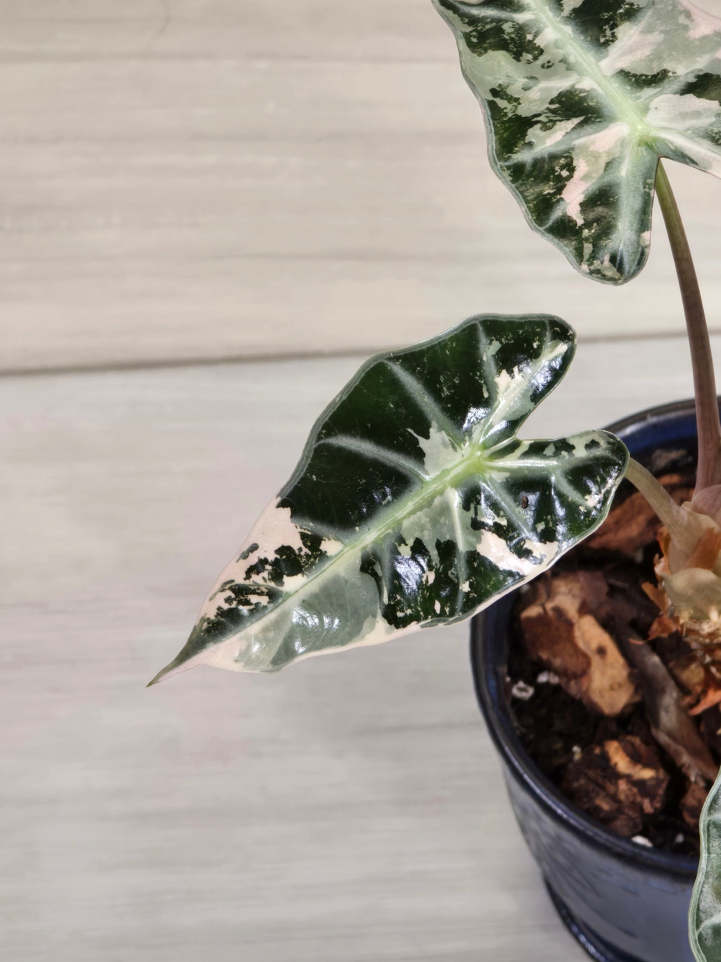 Alocasia Pink Bambino