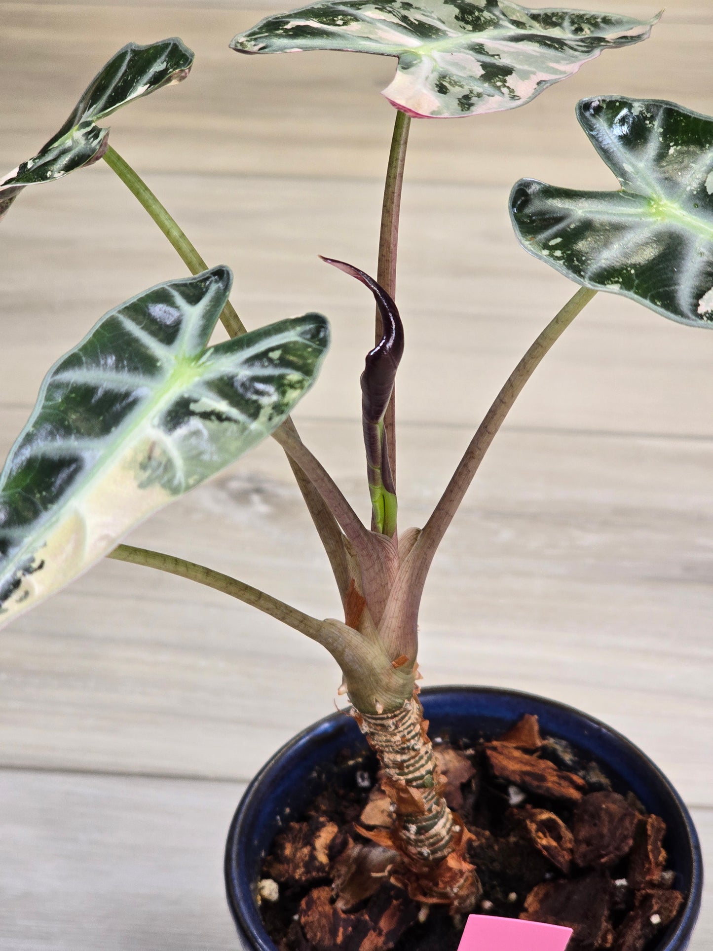 Alocasia Pink Bambino