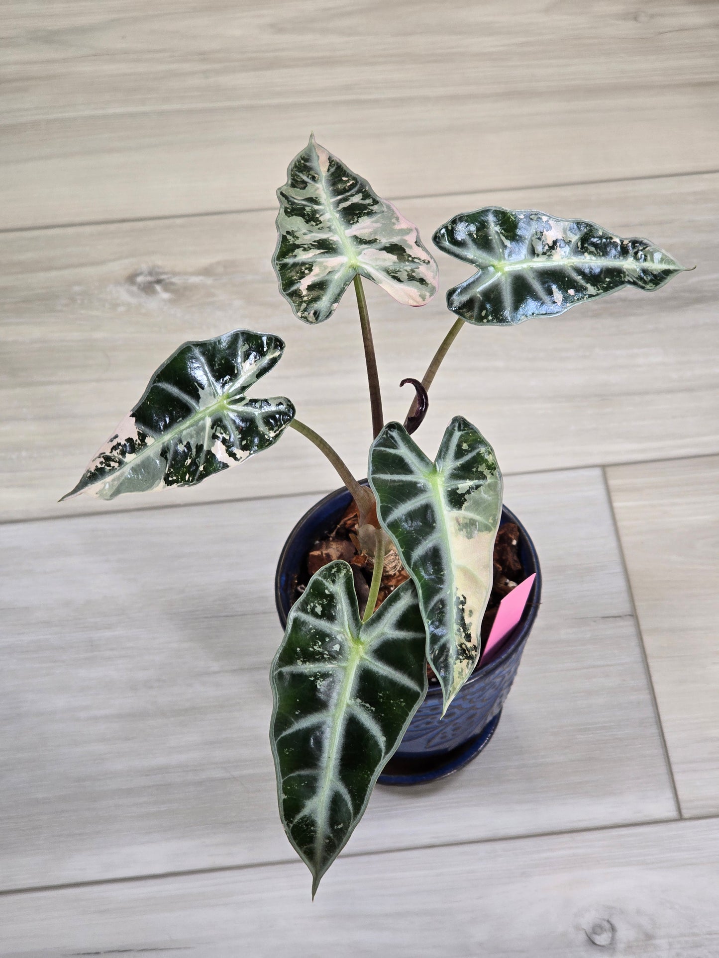 Alocasia Pink Bambino