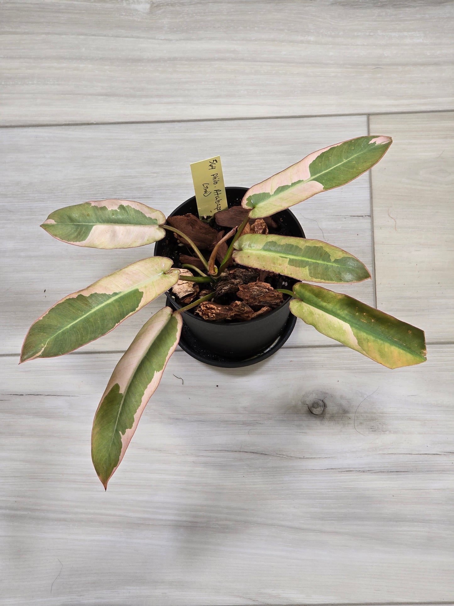 Philodendron Pink Atabapoense