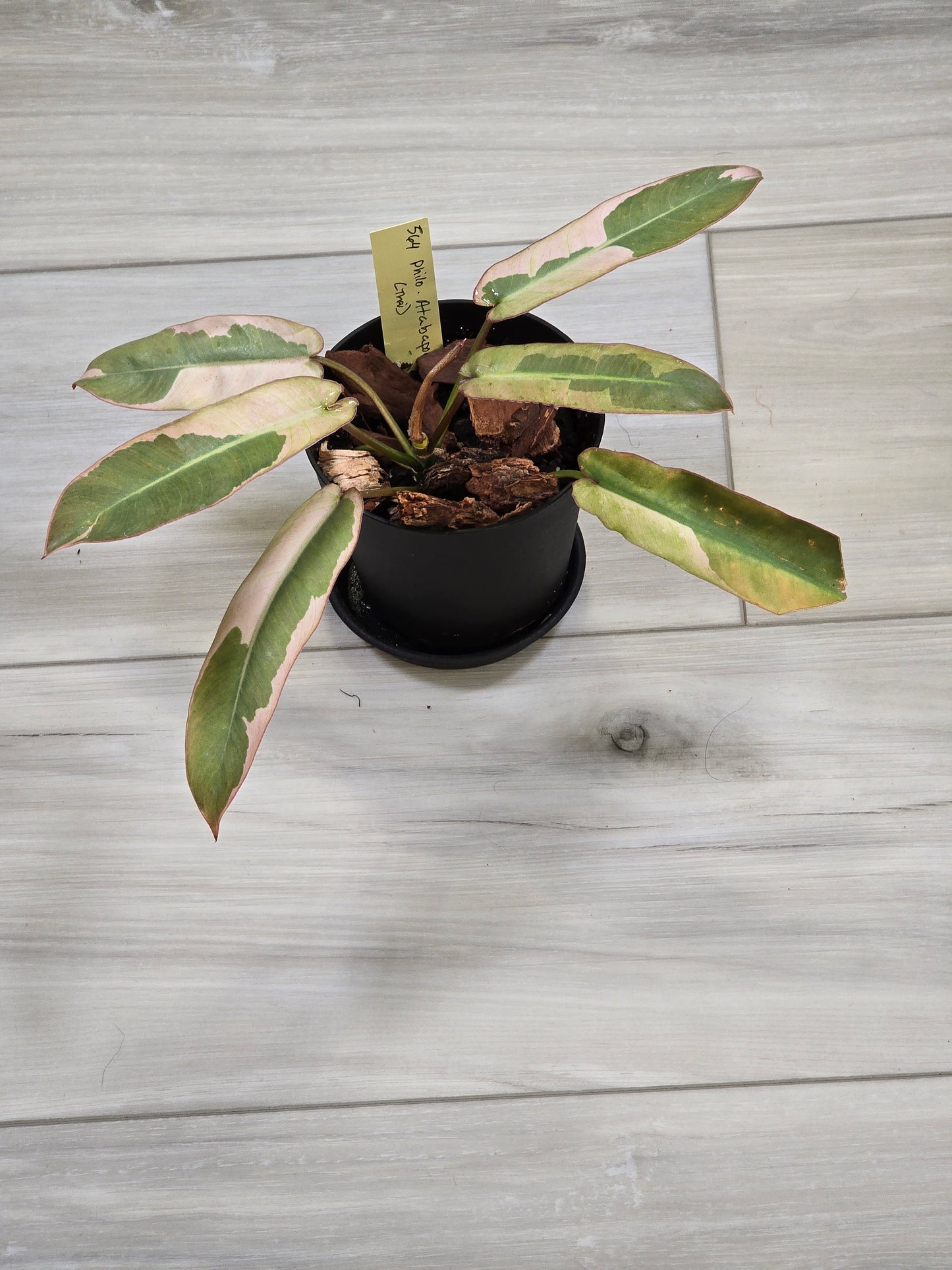 Philodendron Pink Atabapoense