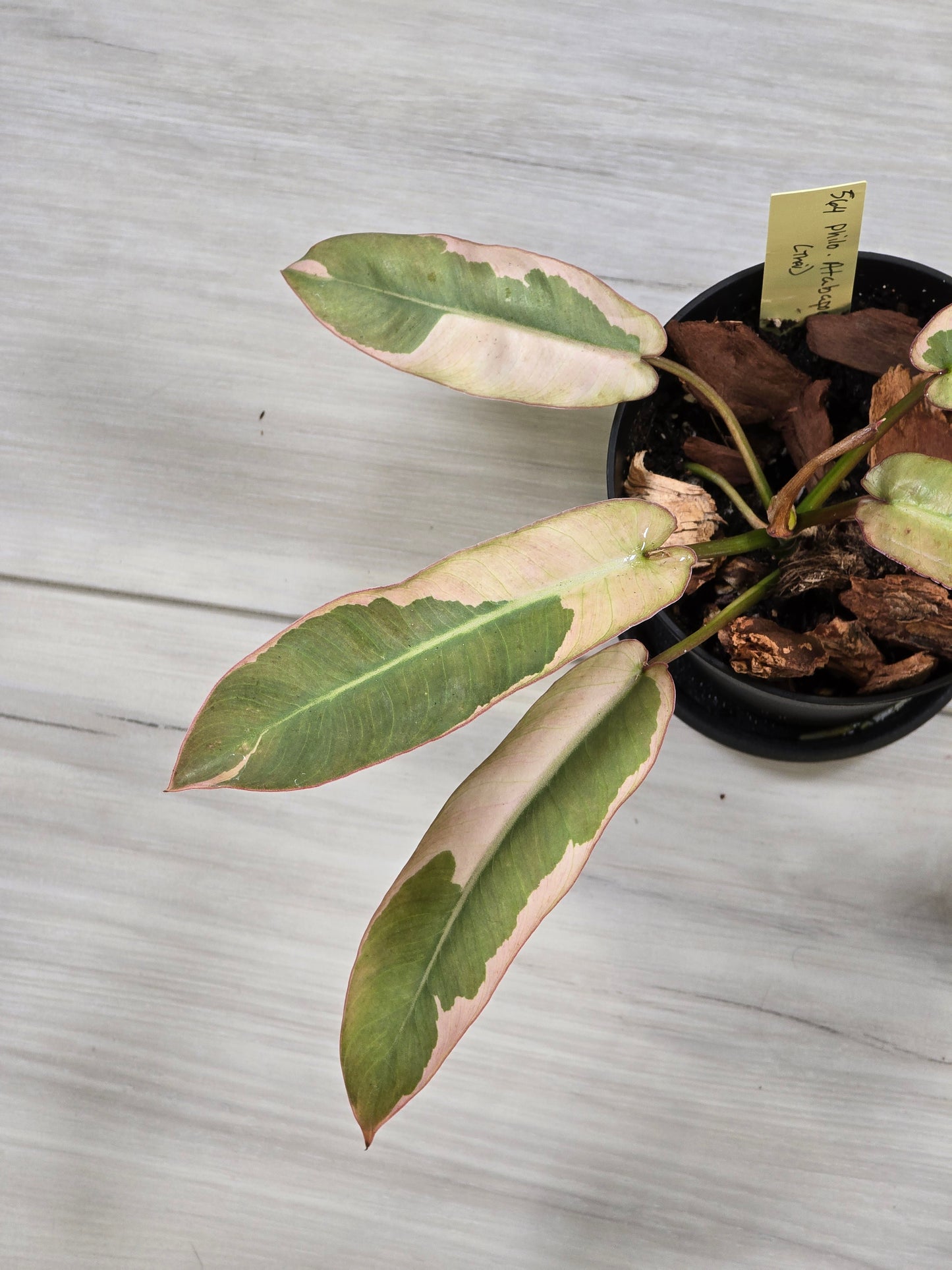 Philodendron Pink Atabapoense