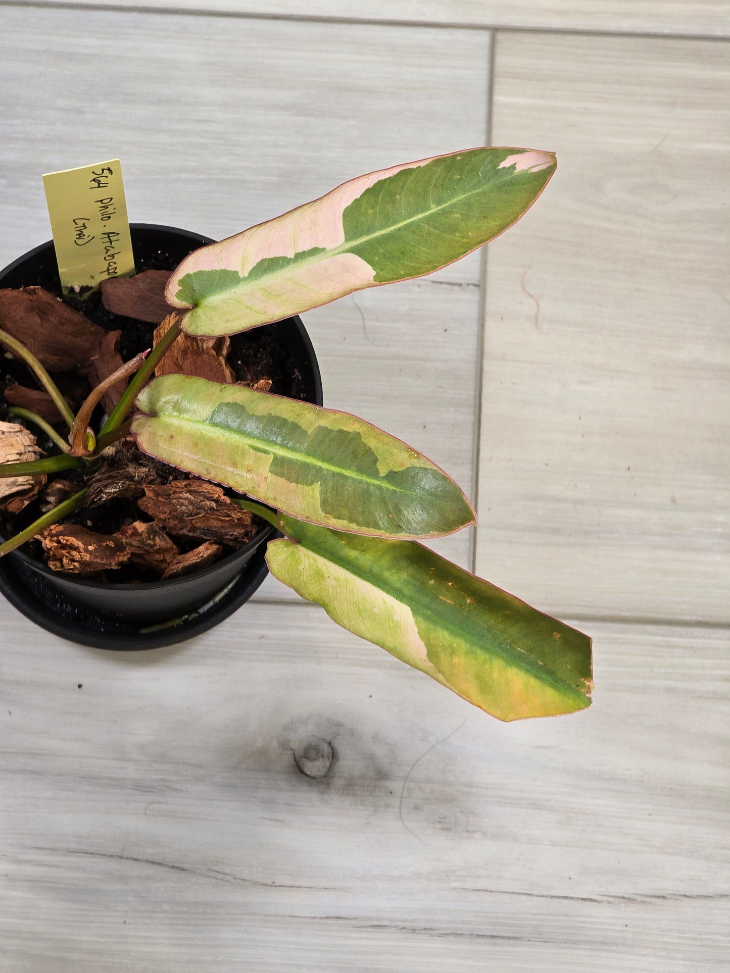 Philodendron Pink Atabapoense
