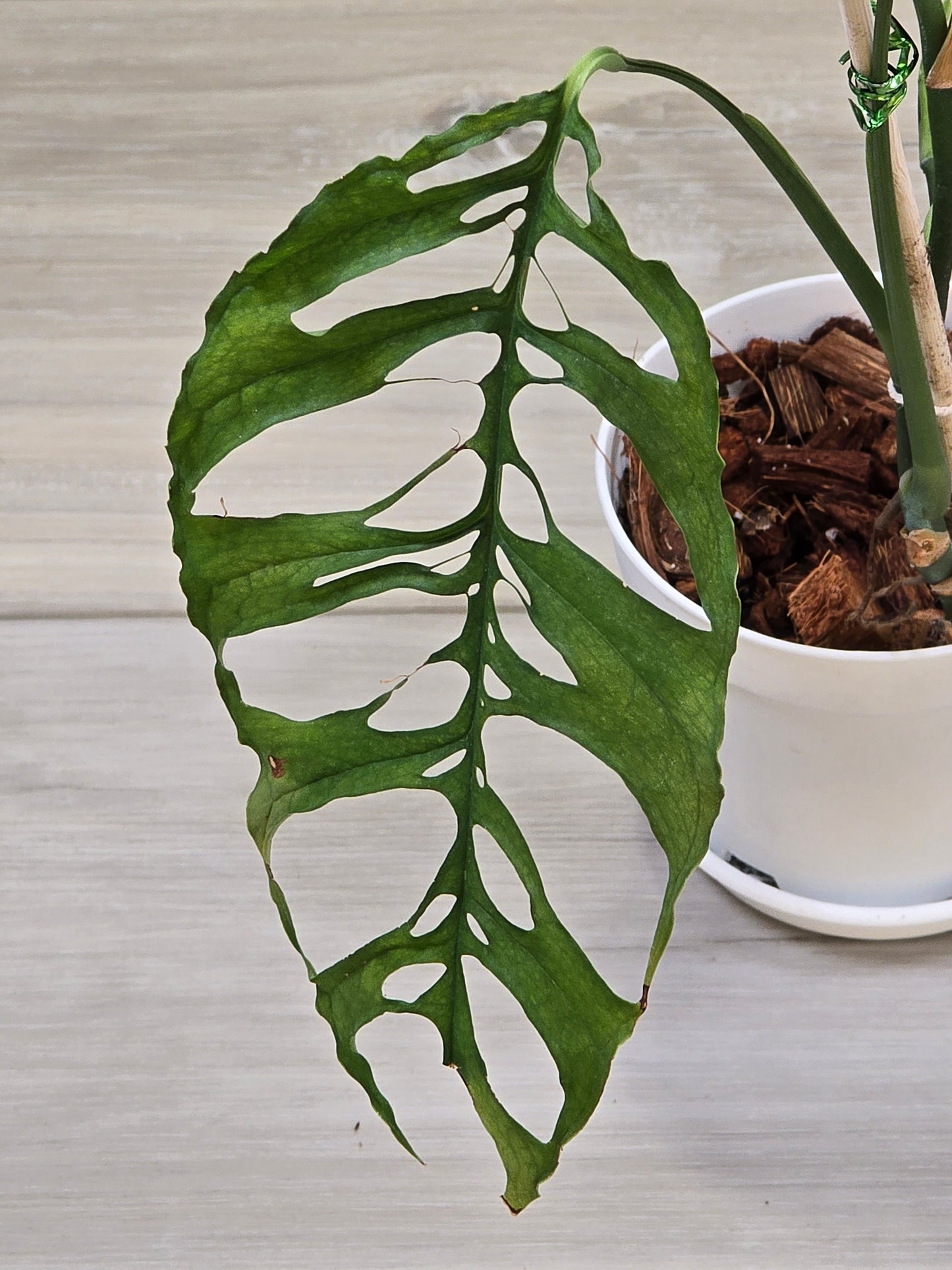 Monstera Obliqua Peru