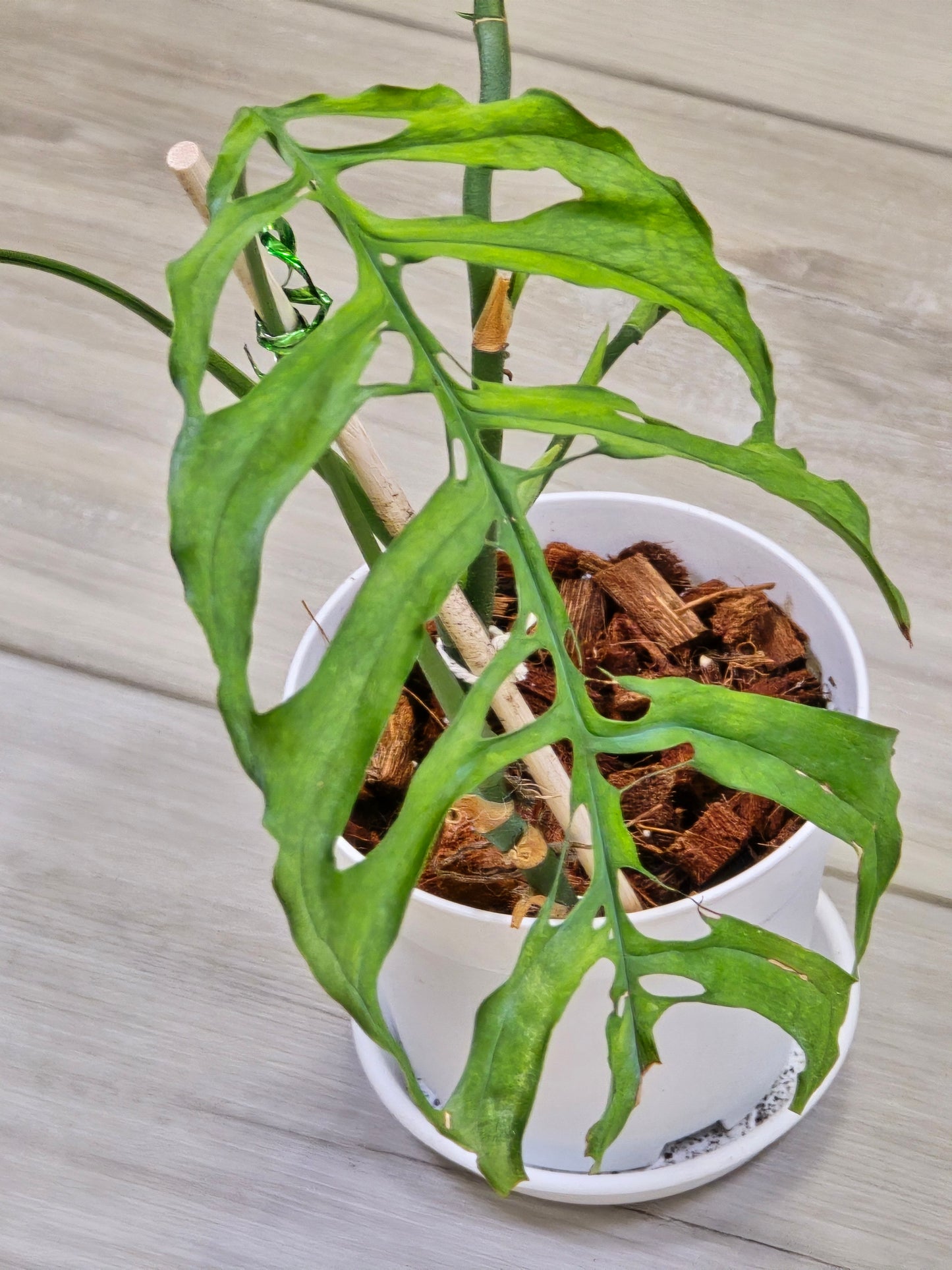 Monstera Obliqua Peru