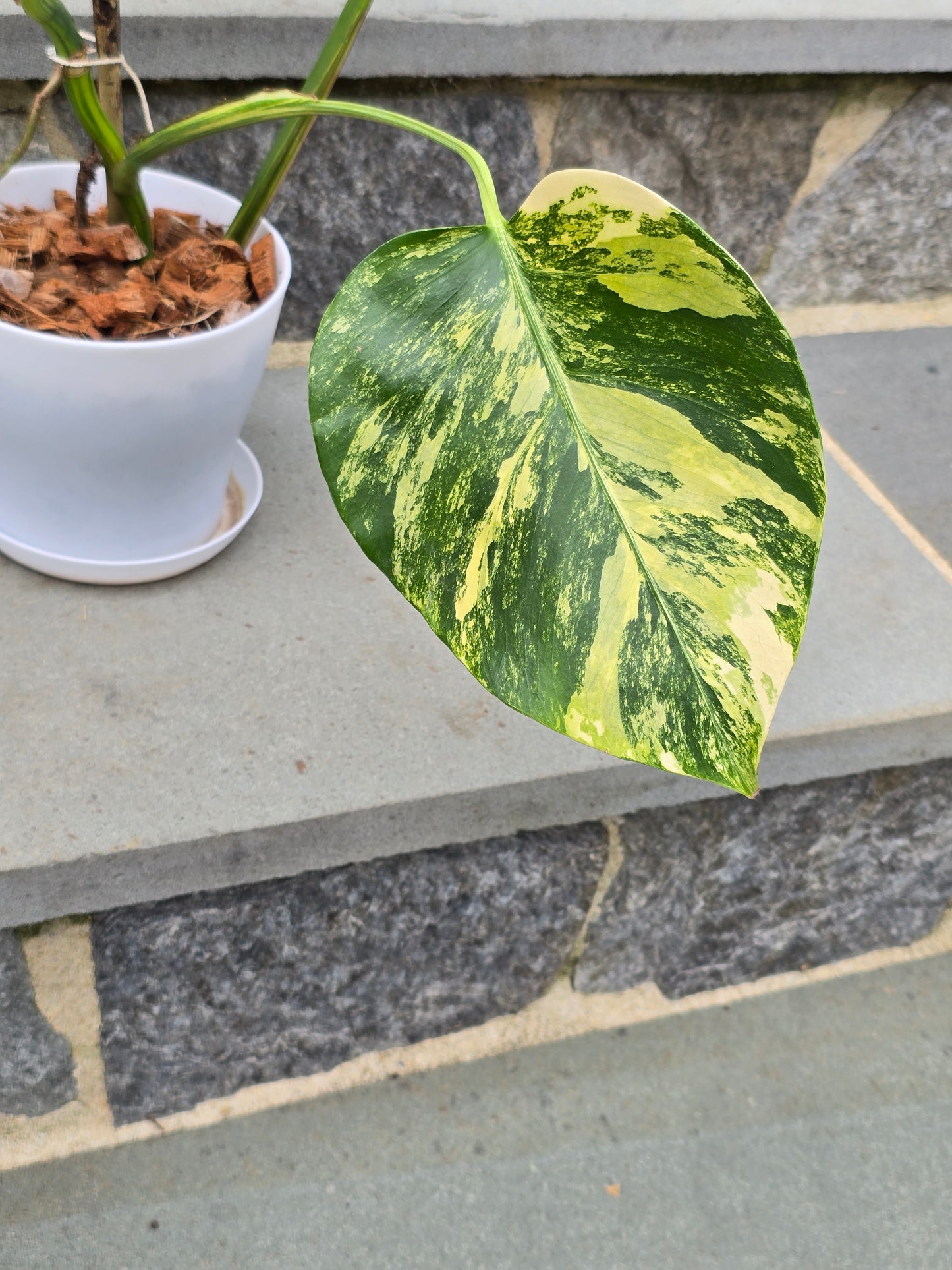 Monstera Aurea