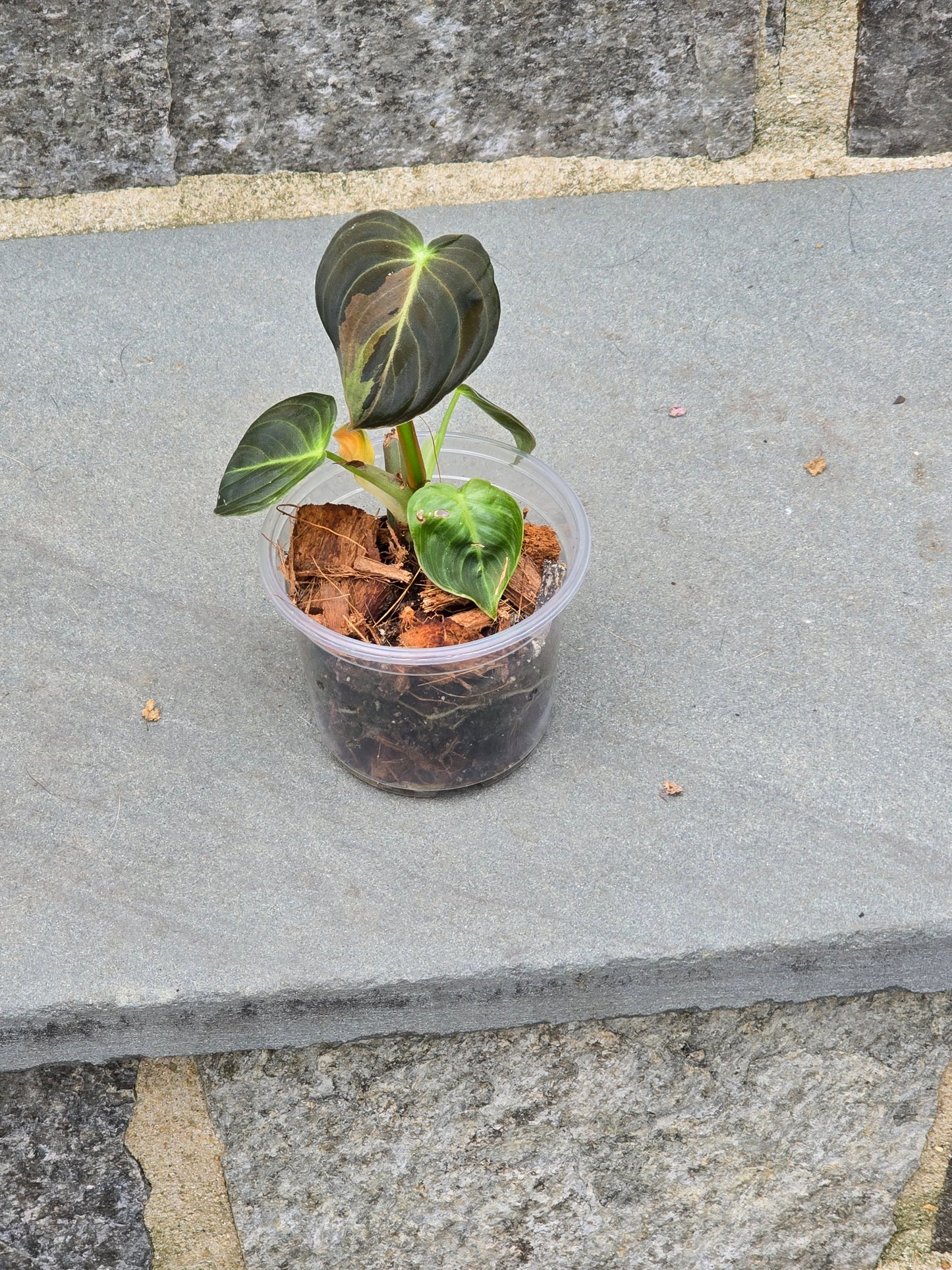 Philodendron Melanochrysum Variegated