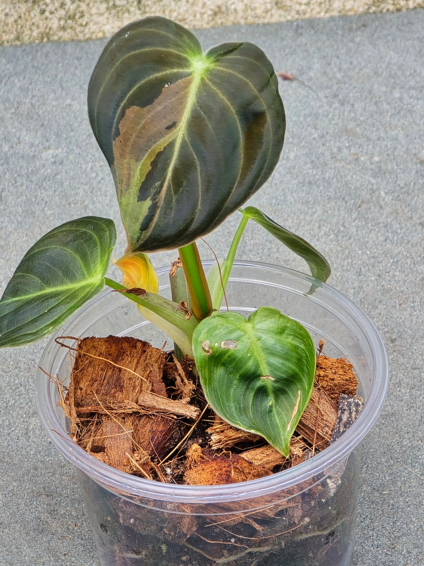Philodendron Melanochrysum Variegated