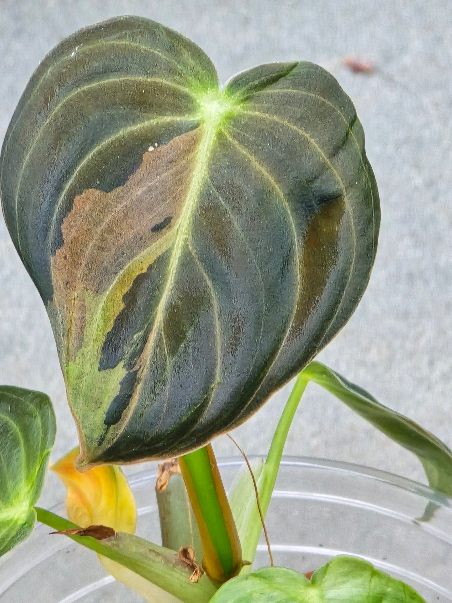 Philodendron Melanochrysum Variegated