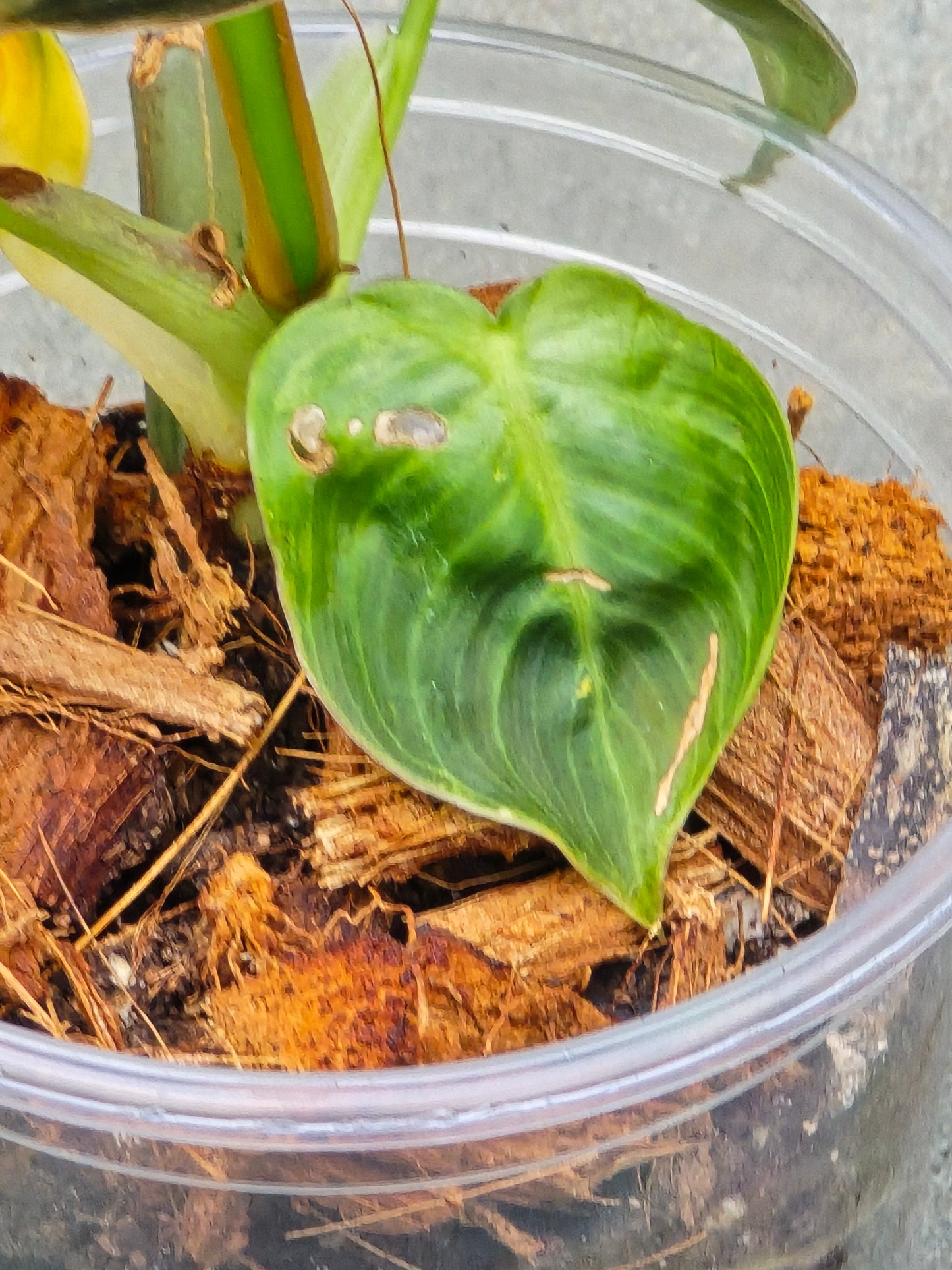 Philodendron Melanochrysum Variegated
