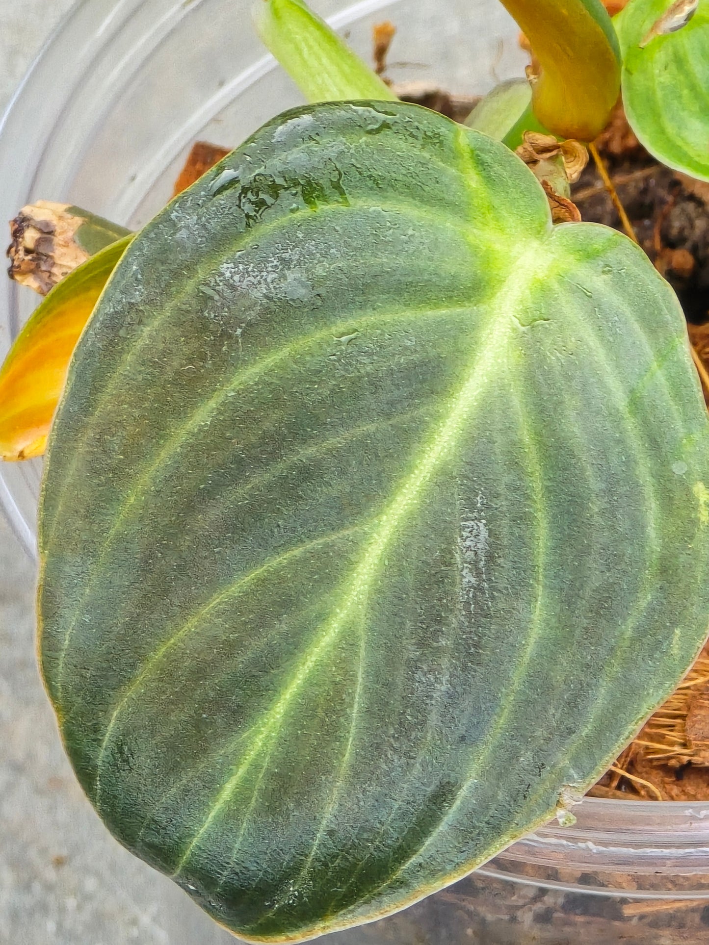 Philodendron Melanochrysum Variegated