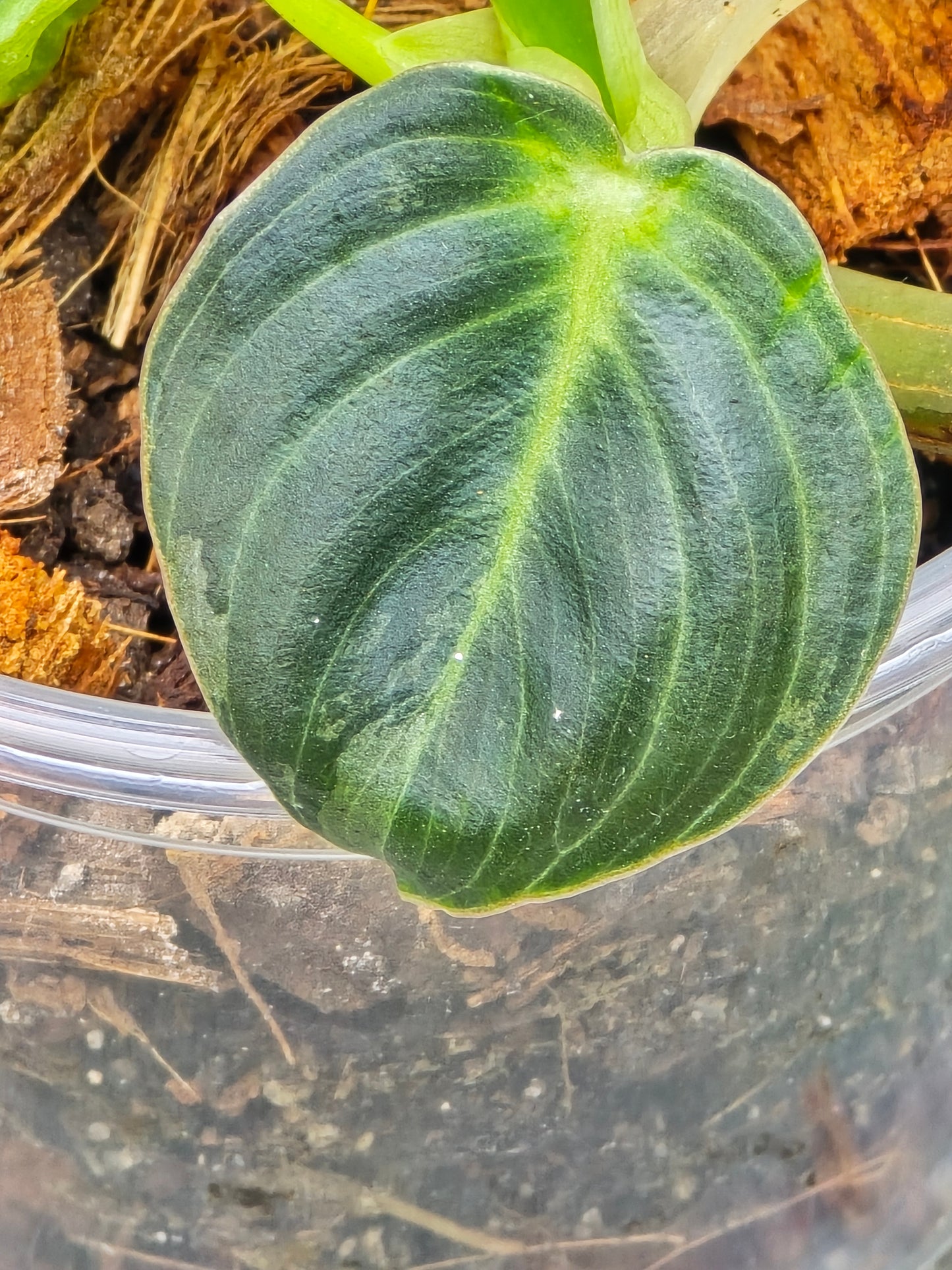 Philodendron Melanochrysum Variegated