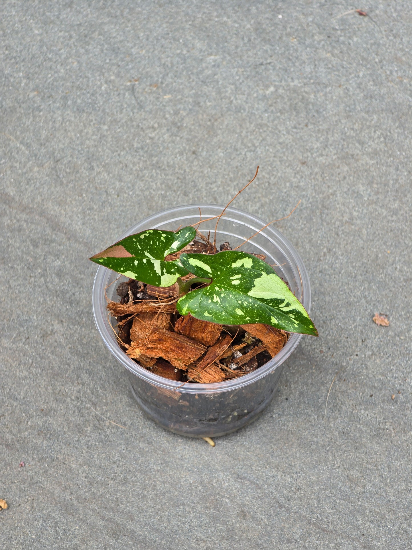 Syngonium Red Spot Tricolor