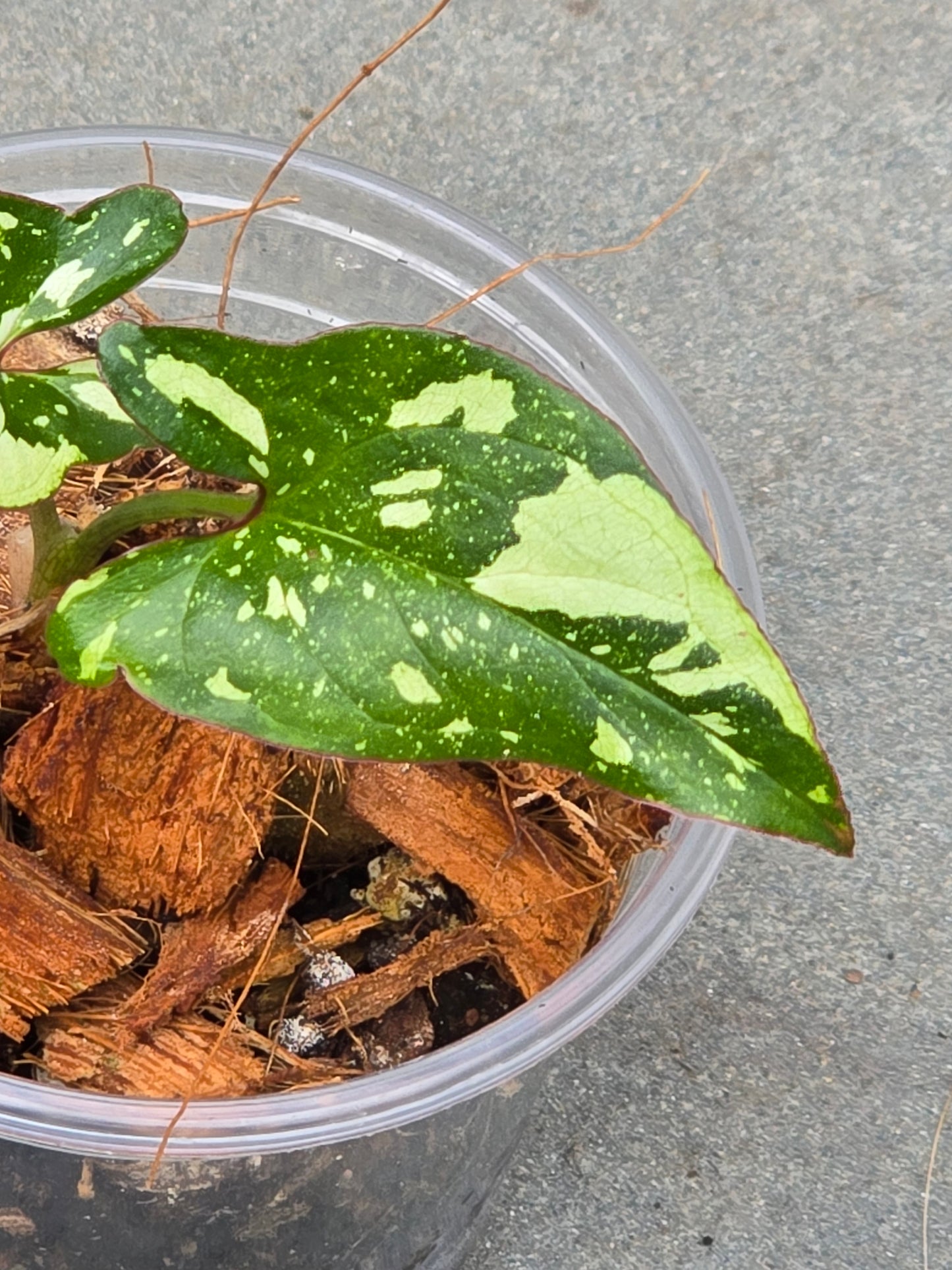 Syngonium Red Spot Tricolor