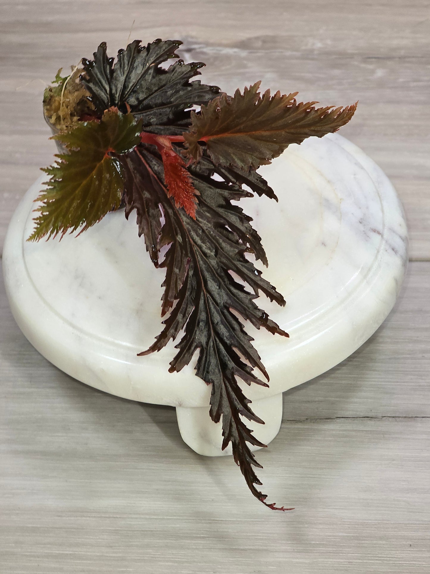Begonia Miri SP