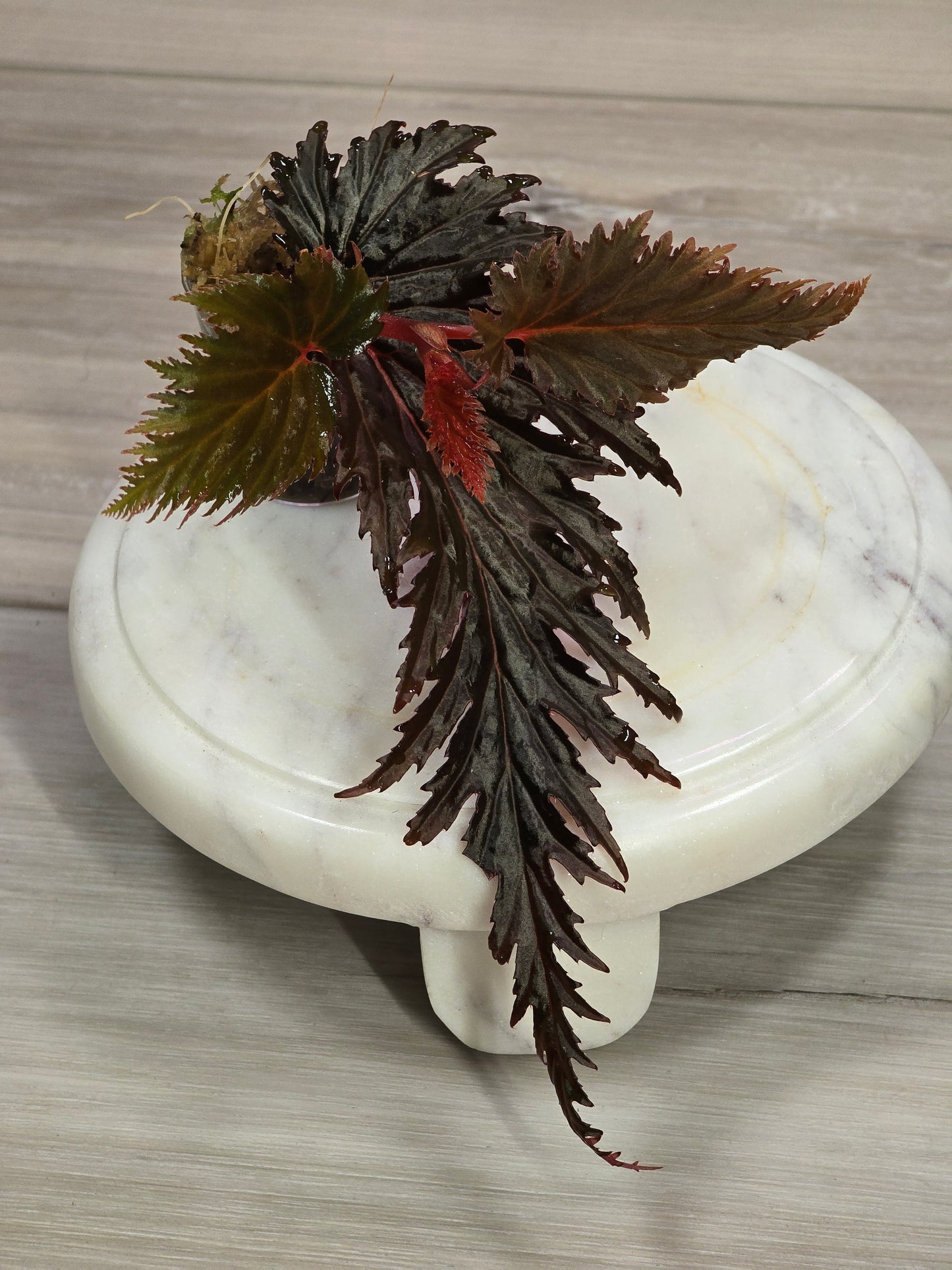 Begonia Miri SP