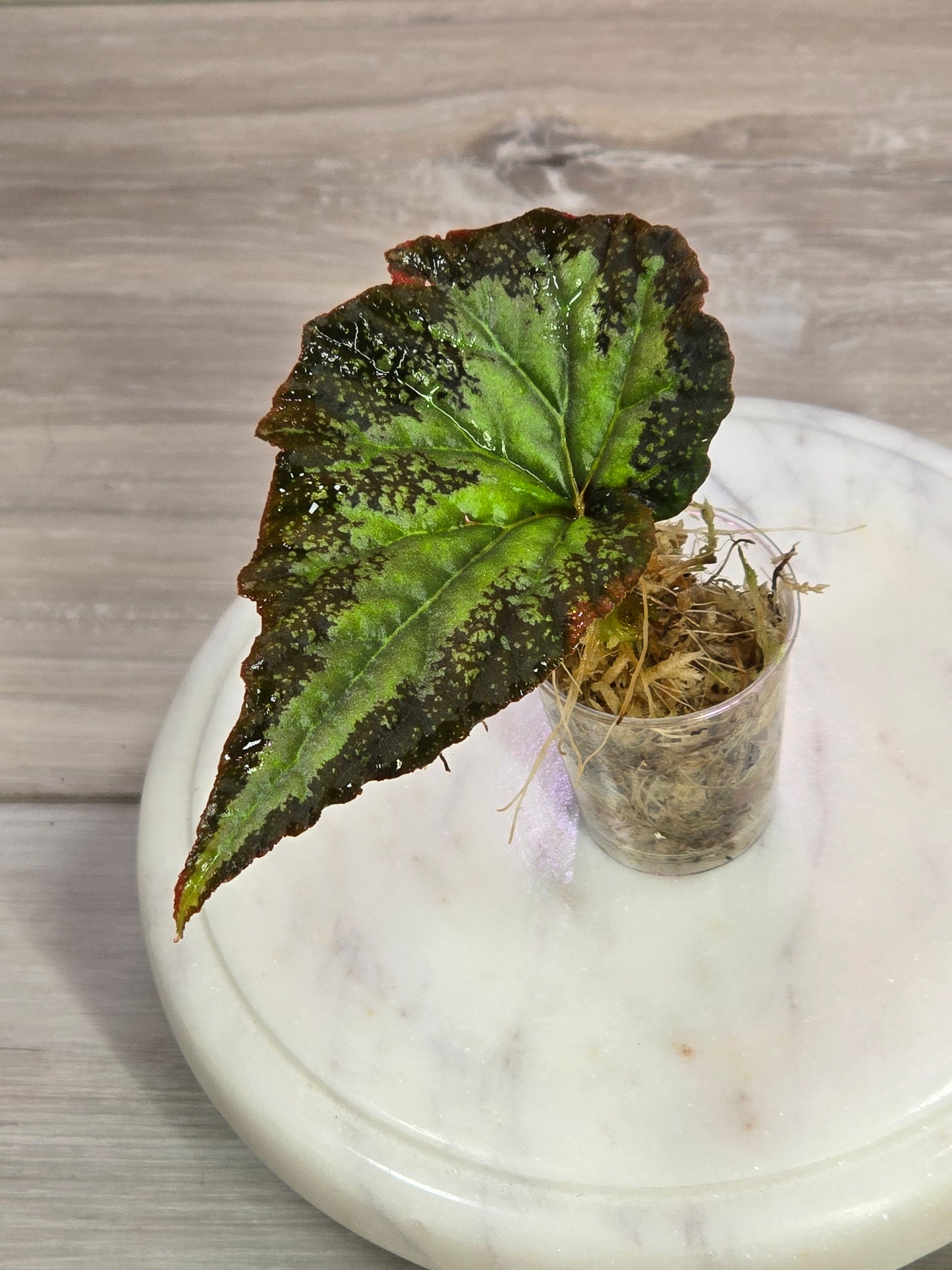 Begonia SP Gunung Condong (RARE)