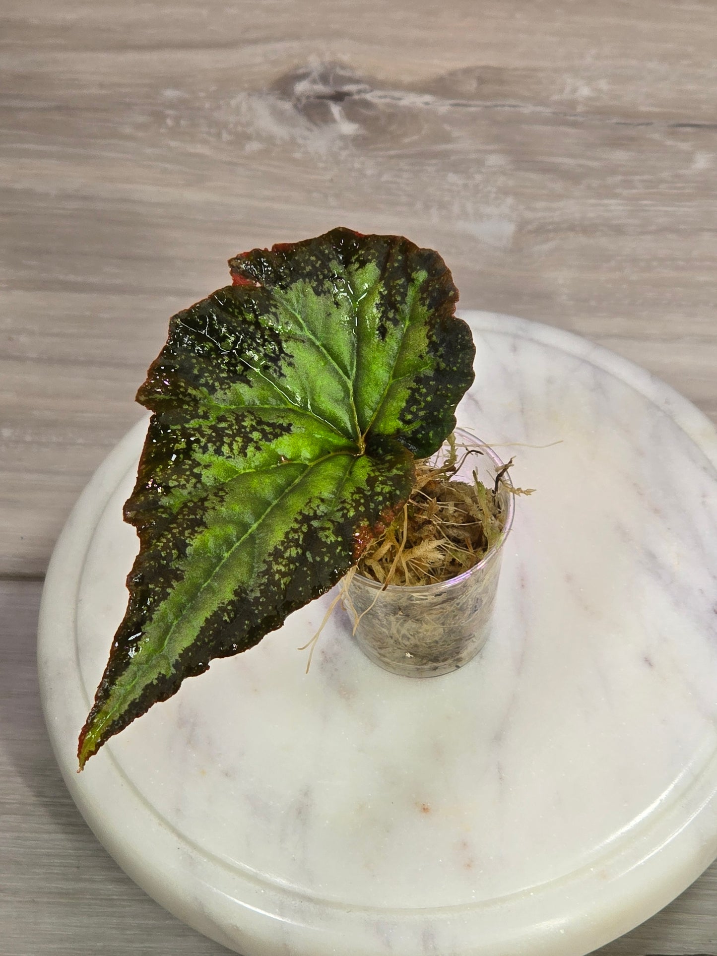 Begonia SP Gunung Condong (RARE)