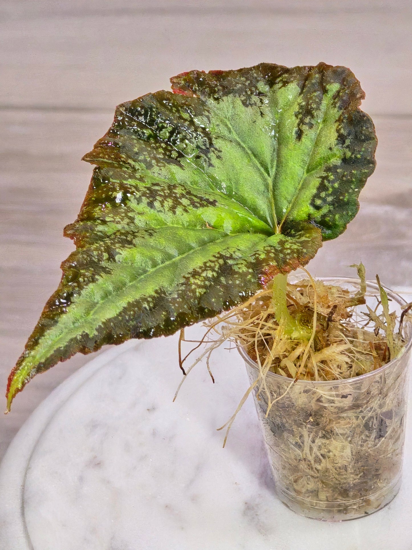 Begonia SP Gunung Condong (RARE)