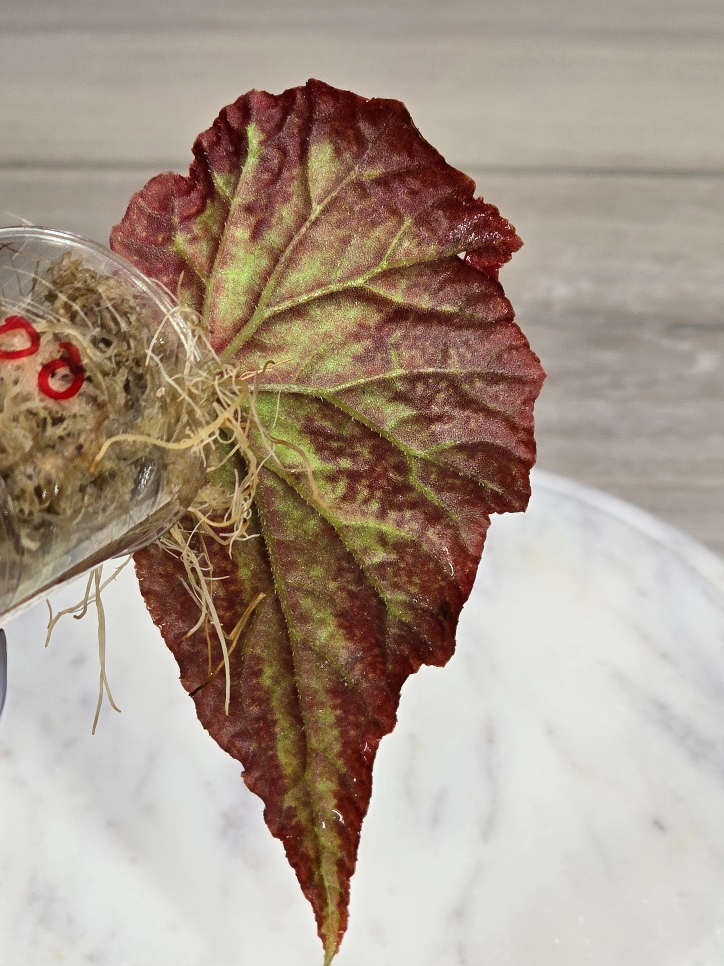 Begonia SP Gunung Condong (RARE)